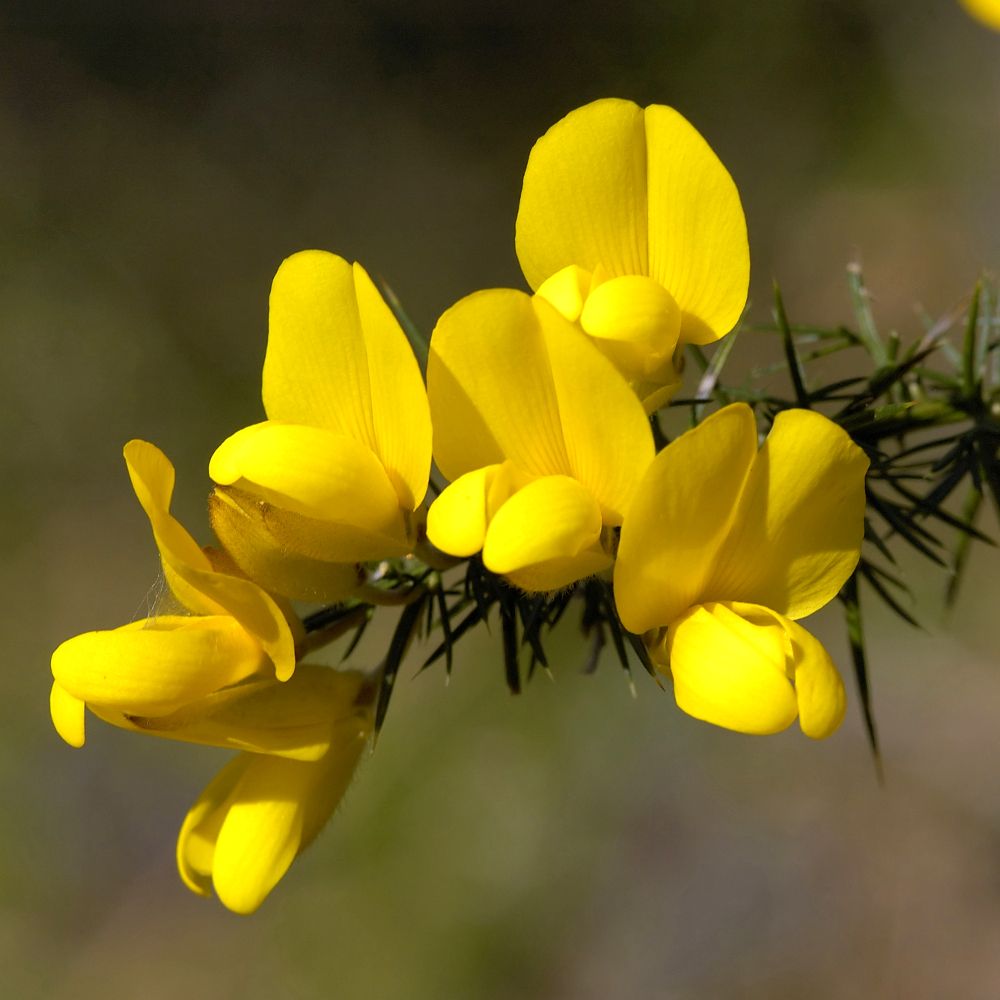 PHI Essences - Gorse Bachblüte Nr. 13