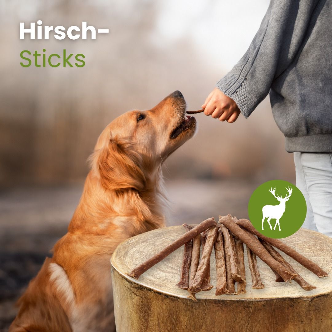 Goldener Retriever frisst einen Hirsch-Stick, daneben liegen mehrere Sticks.
