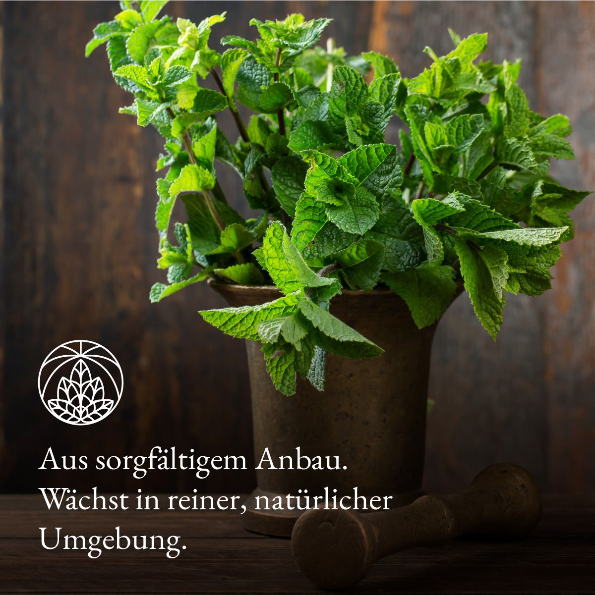 Mörser mit frischen Minzblättern. Text: Aus sorgfältigem Anbau. Wächst in reiner, natürlicher Umgebung.