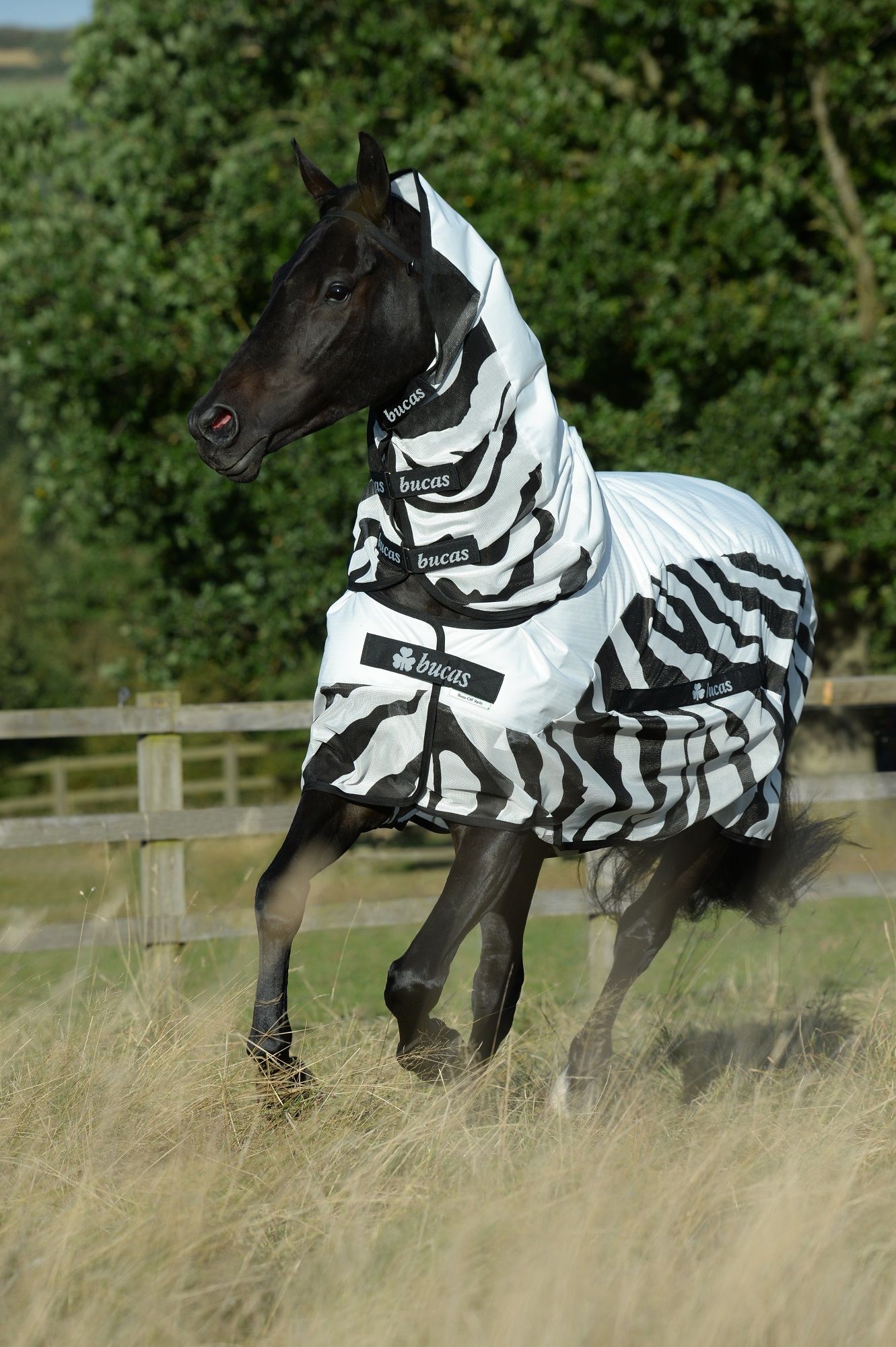 Pferd mit weiß-schwarzer Decke. Decke mit Zebra-Muster und Bucas-Logo. Pferd rennt auf Wiese.