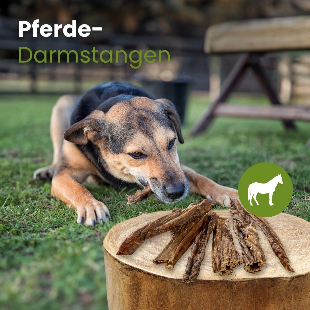 Hund kaut auf einem getrockneten Pferde-Darm-Snack auf einem Baumstumpf im Freien.