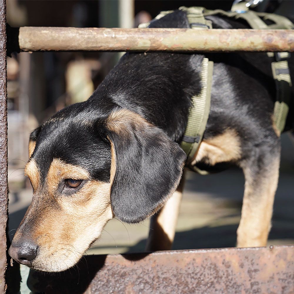 Hundegeschirr - Sicherheits-Variante des Brustgeschirrs Fun