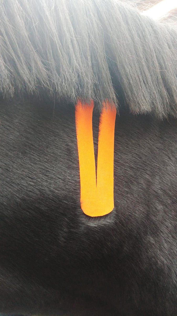 VetkinTape 6cm Orange, Kinesiotape für Pferde u.a. Tiere