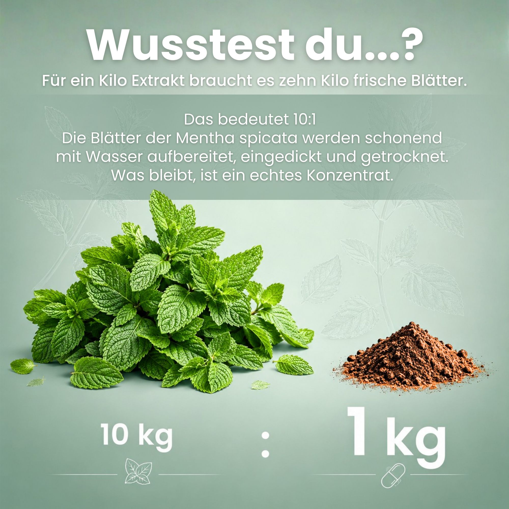 Supplenatura Rheinland® Grüne Minze Extrakt Kapseln–400 mg Mentha Spicata 10:1