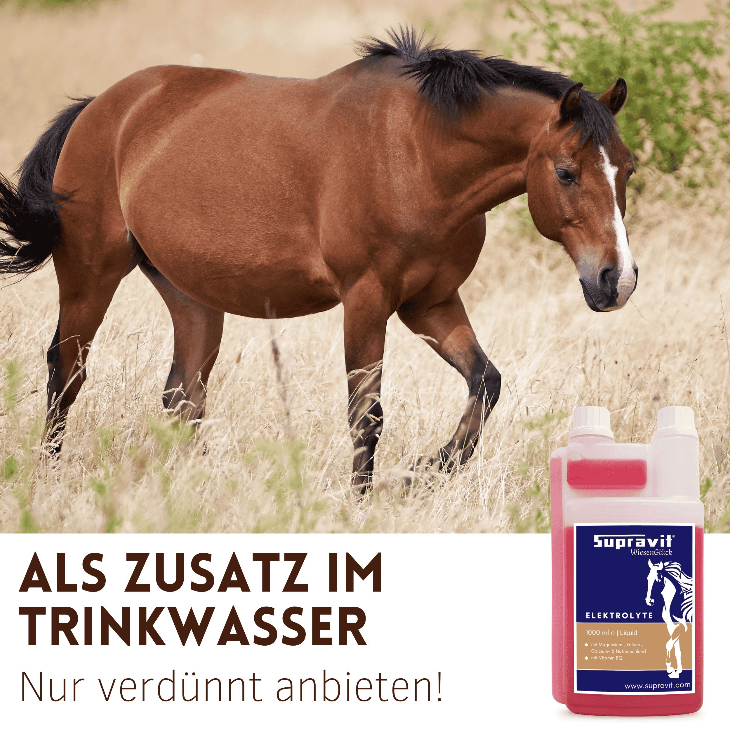 Pferd auf Wiese neben Elektrolytflasche. Aufschrift: Supravit Elektrolyte. Als Zusatz im Trinkwasser.