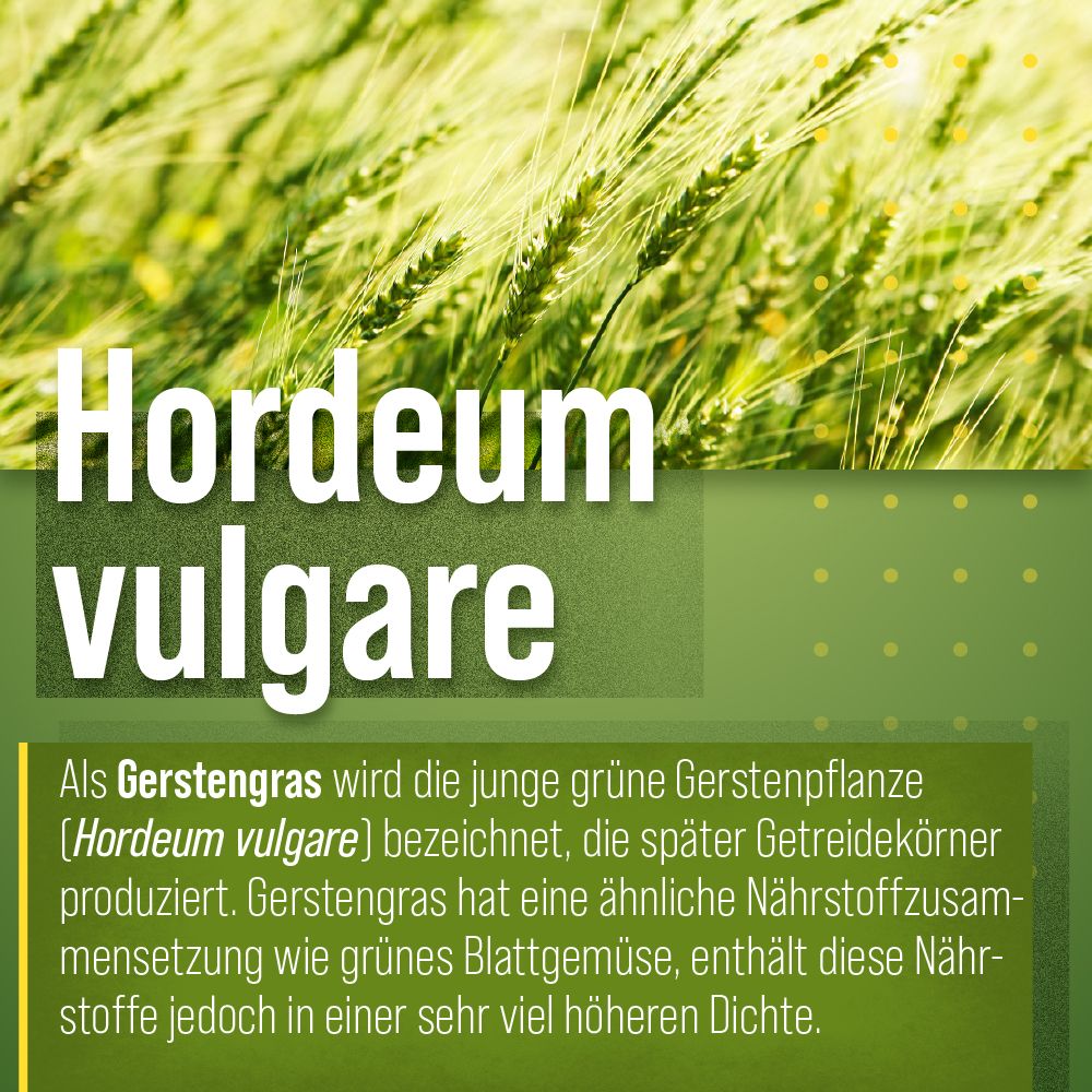 Text über Gerstengras (Hordeum vulgare). Beschreibt die junge grüne Gerstenpflanze und ihre Nährstoffzusammensetzung.