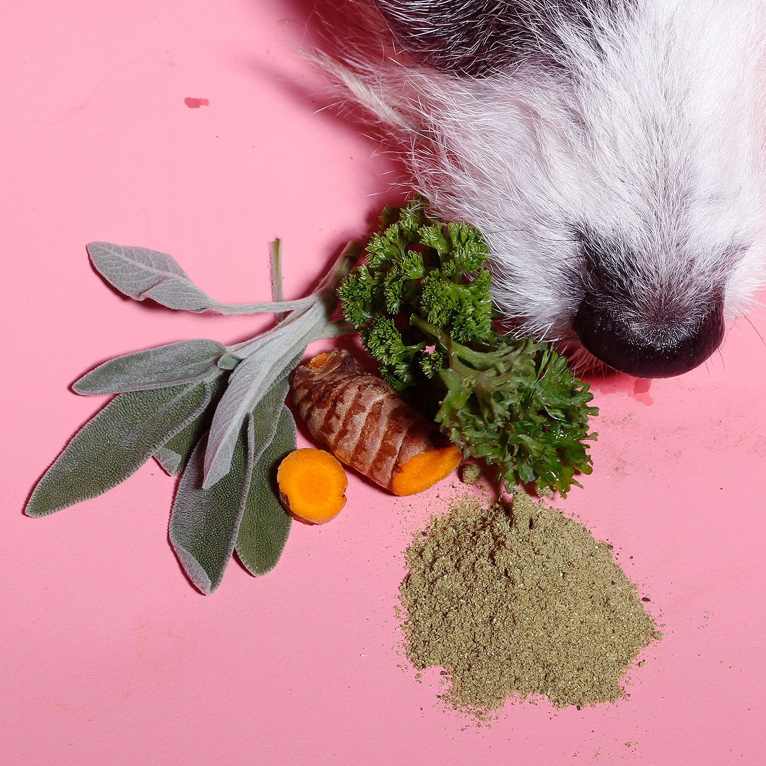 Hundeschnauze mit Kräutern, Gemüse und Zahnfee Pulver. Auf rosa Untergrund.