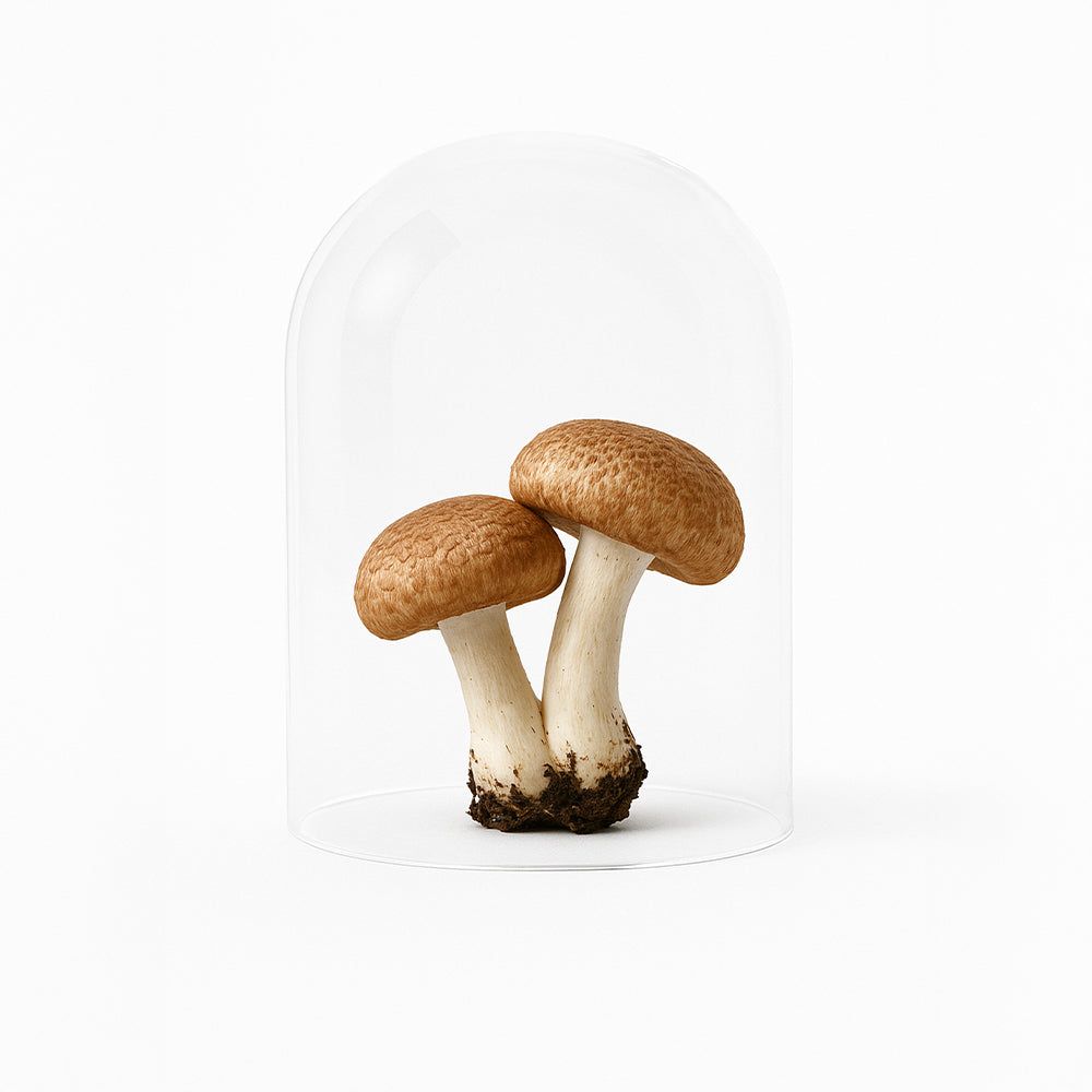 Zwei braune Pilze in einer Glasglocke. Auf weißem Hintergrund.