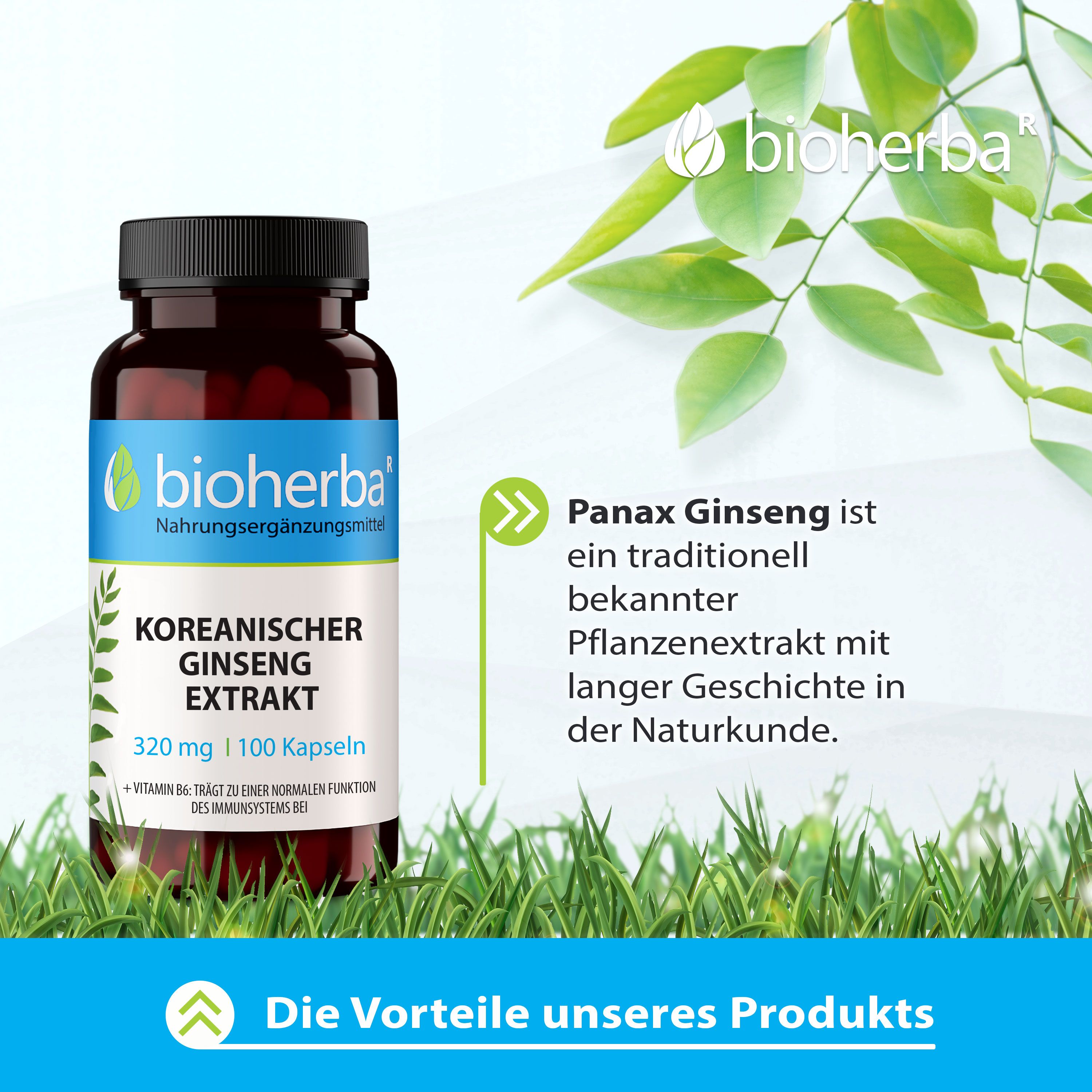 Bioherba Koreanischer Ginseng Extrakt 100 Kapseln