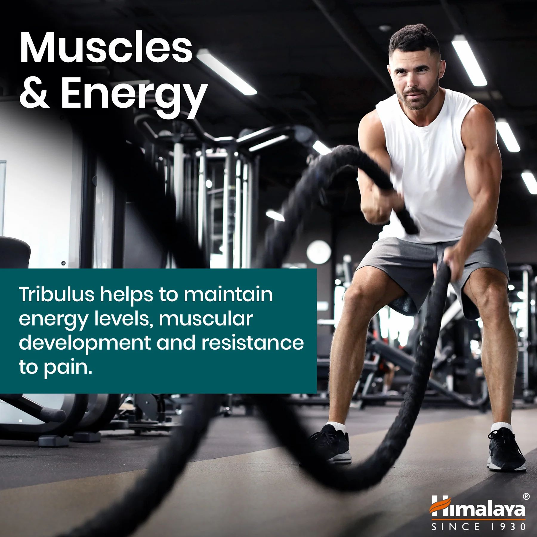 Mann trainiert im Fitnessstudio. Text: Tribulus unterstützt Muskelentwicklung und Energielevel.