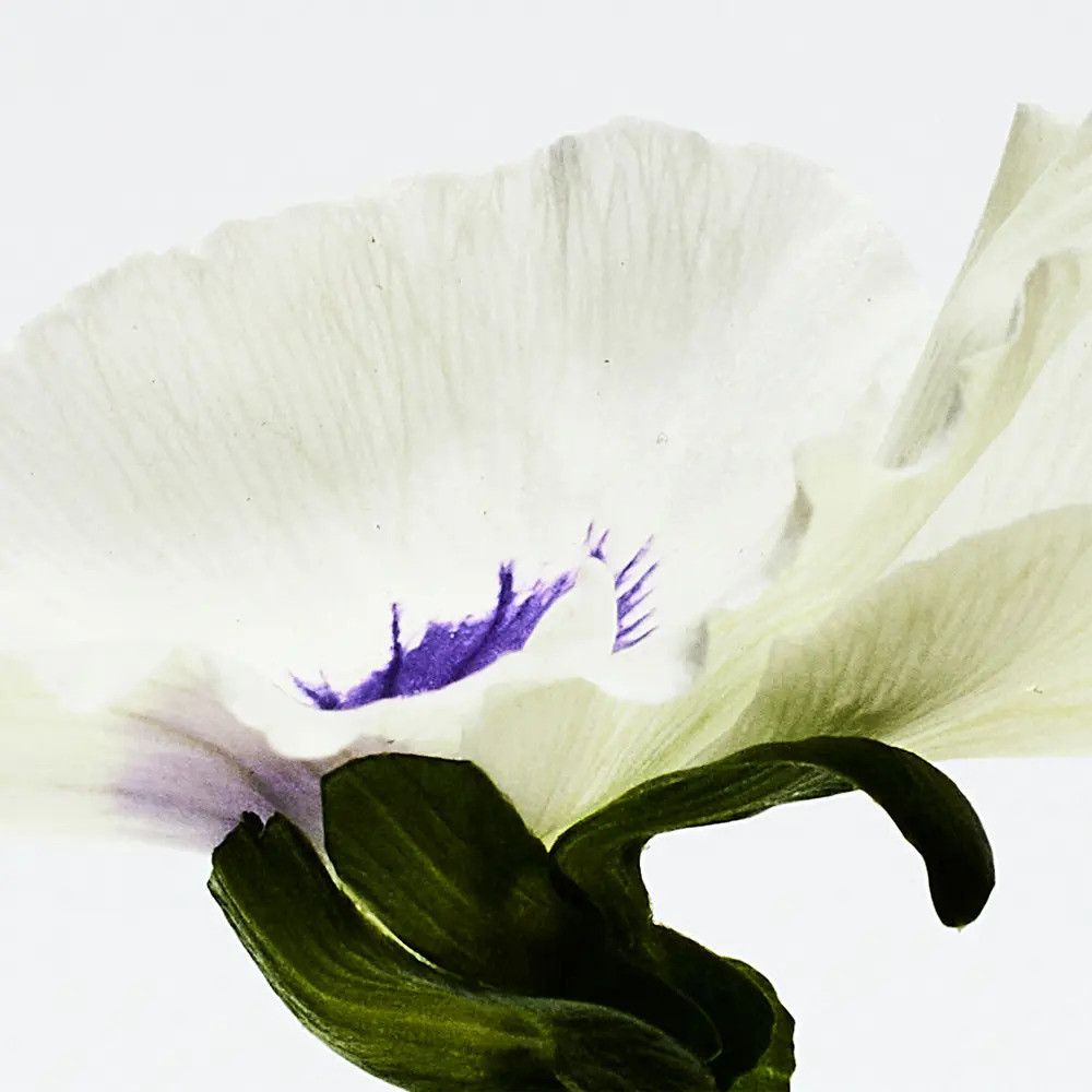 Nahaufnahme einer weißen Blüte mit violetten Akzenten. Grüne Stiele und Blätter sind sichtbar.