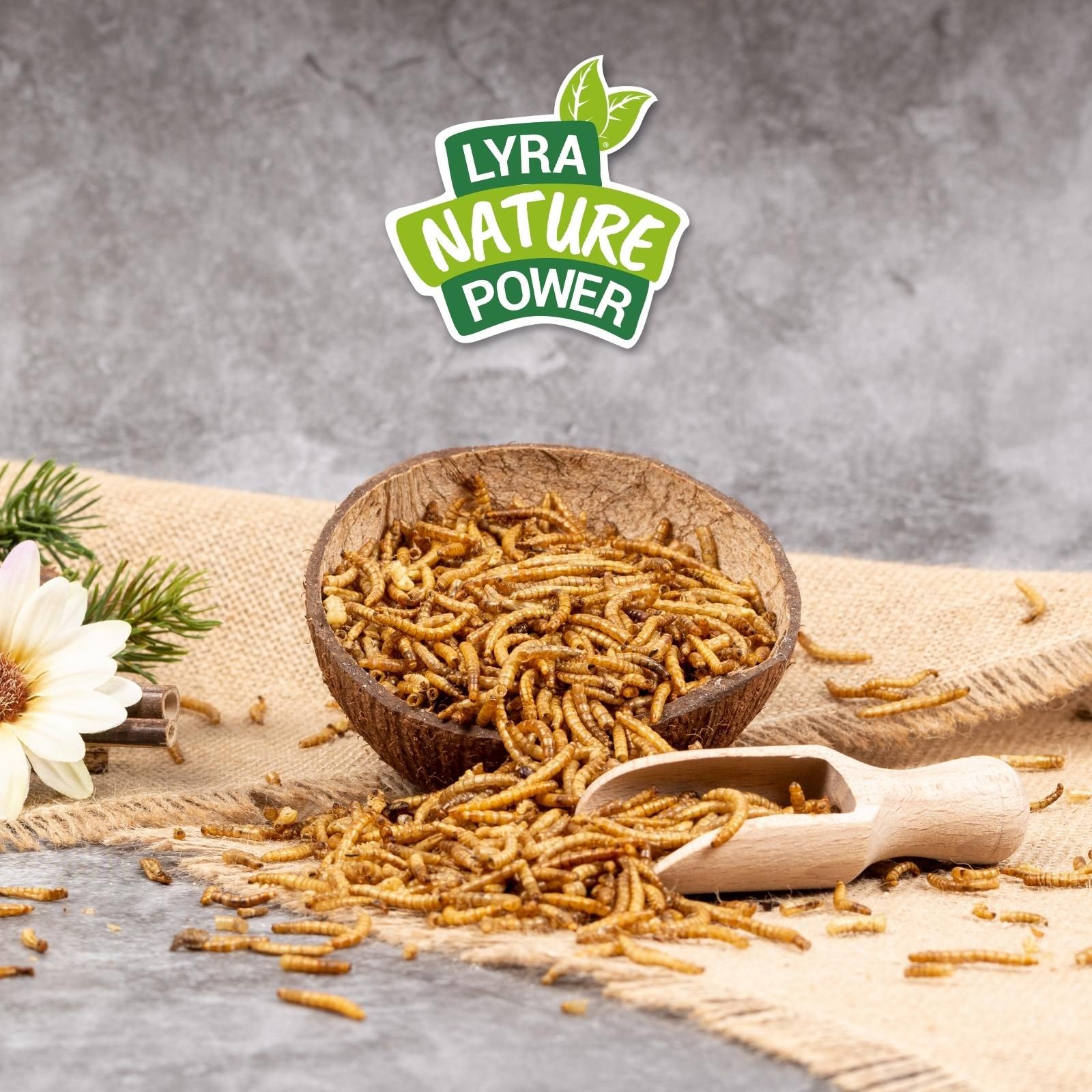 Getrocknete Mehlwürmer in einer Kokosnussschale, mit einem Holzlöffel und 'Lyra Nature Power'-Logo.