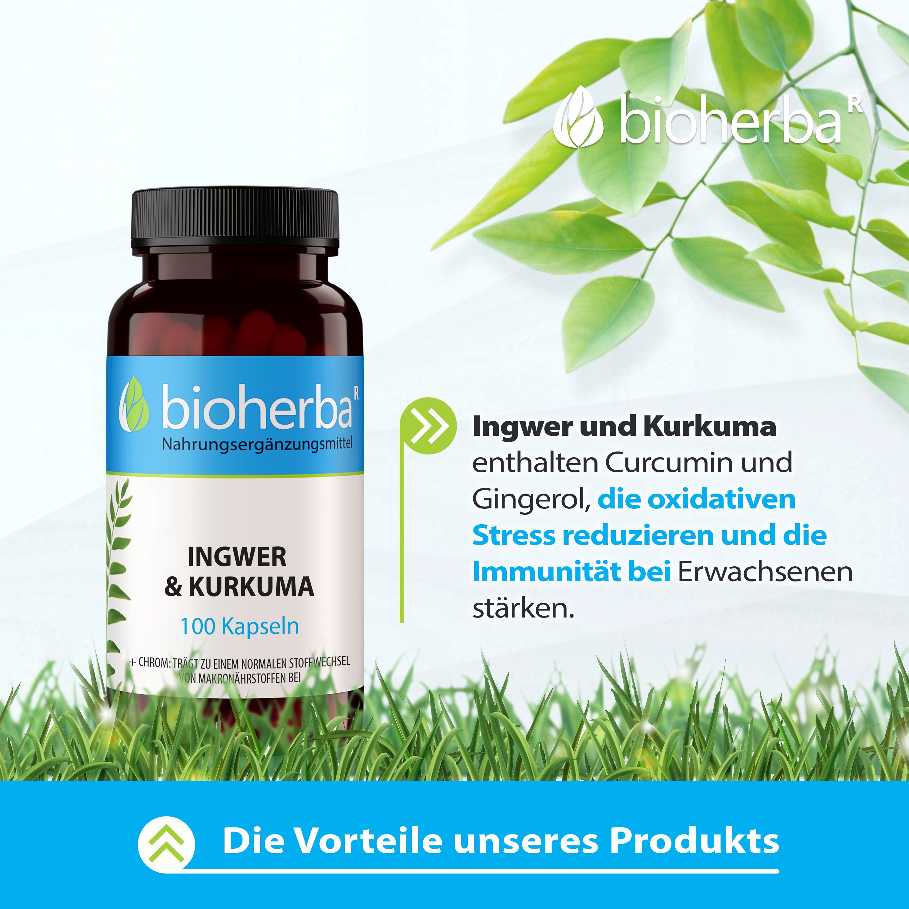 Bioherba Ingwer und Kurkuma Kapseln