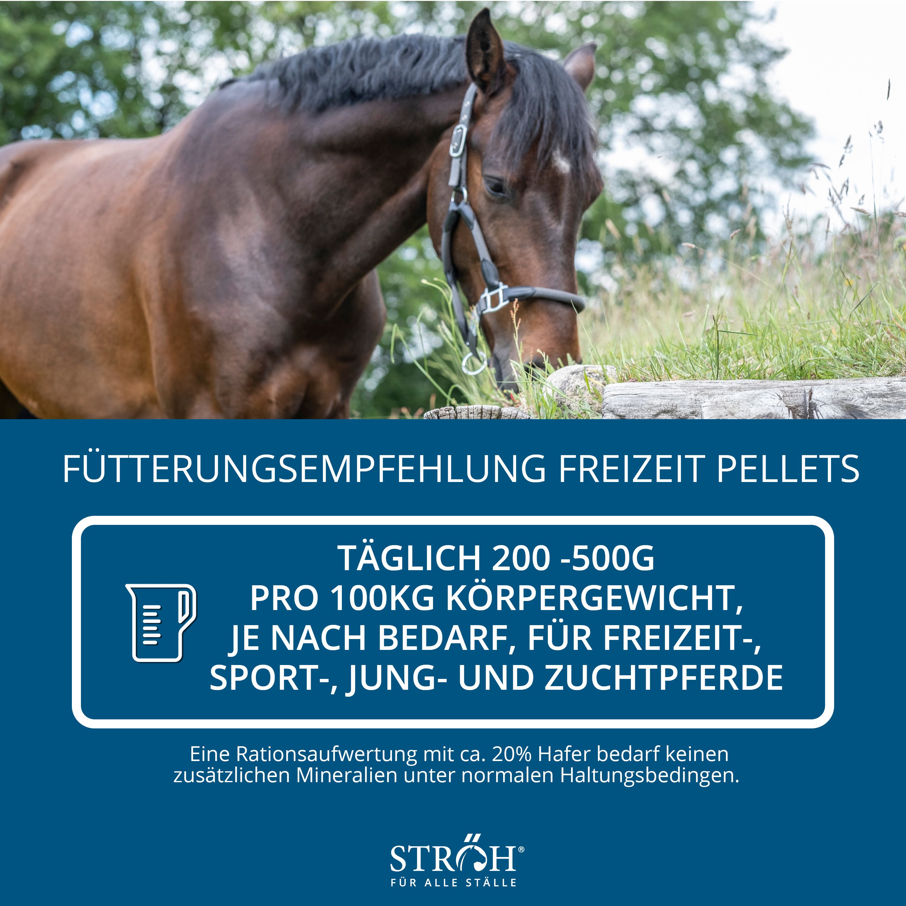 Pferd auf Wiese. Text: Fütterungsempfehlung FREIZEIT PELLETS. Marke STRÖH.