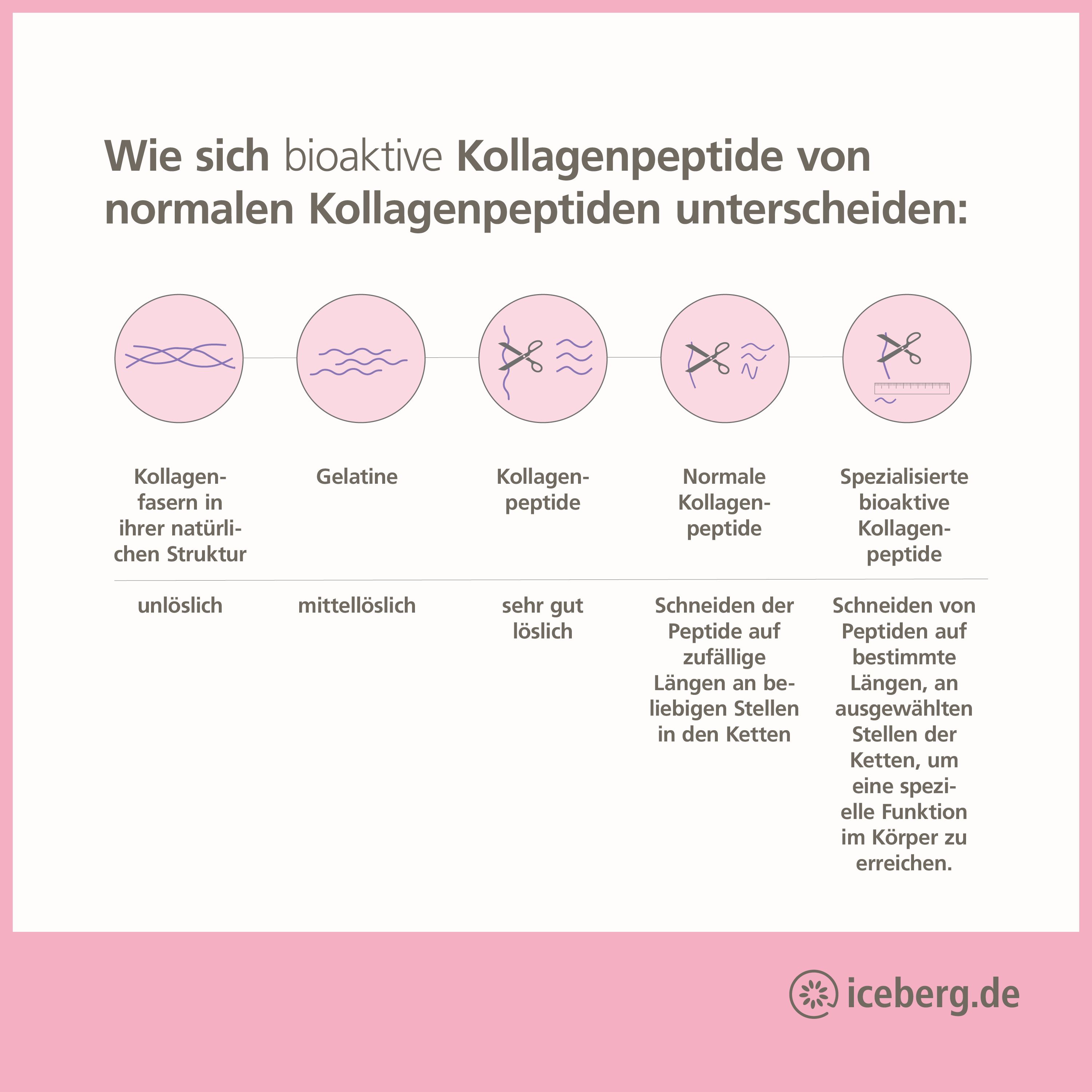 Diagramm: Unterschiede zwischen Kollagenpeptiden. 5 Kreise mit Text und Symbolen. Pinker Hintergrund. Marke: iceberg.de.