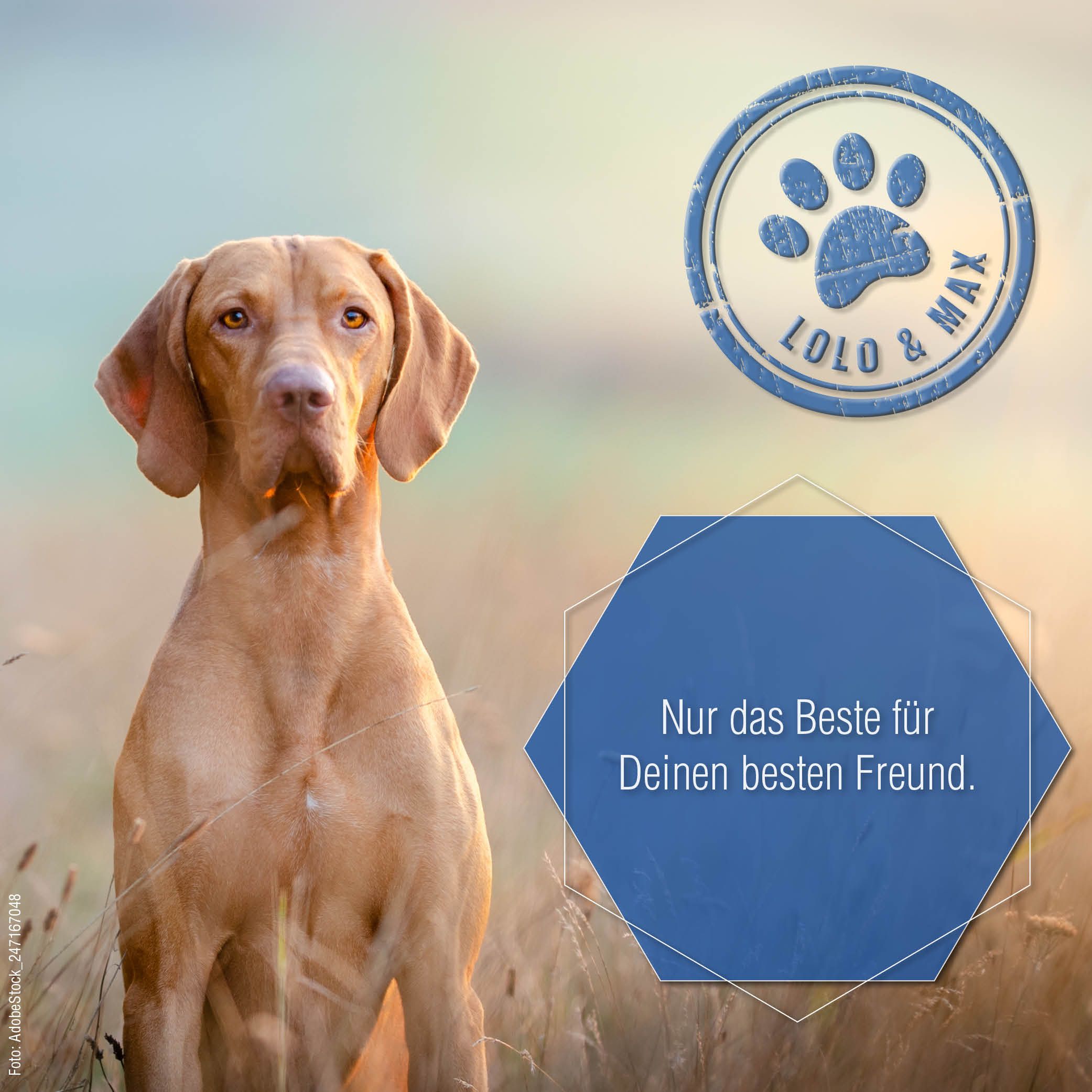 Lolo & Max - Gelenk Aktiv - Tropfen für Hunde und Katzen - 250ml