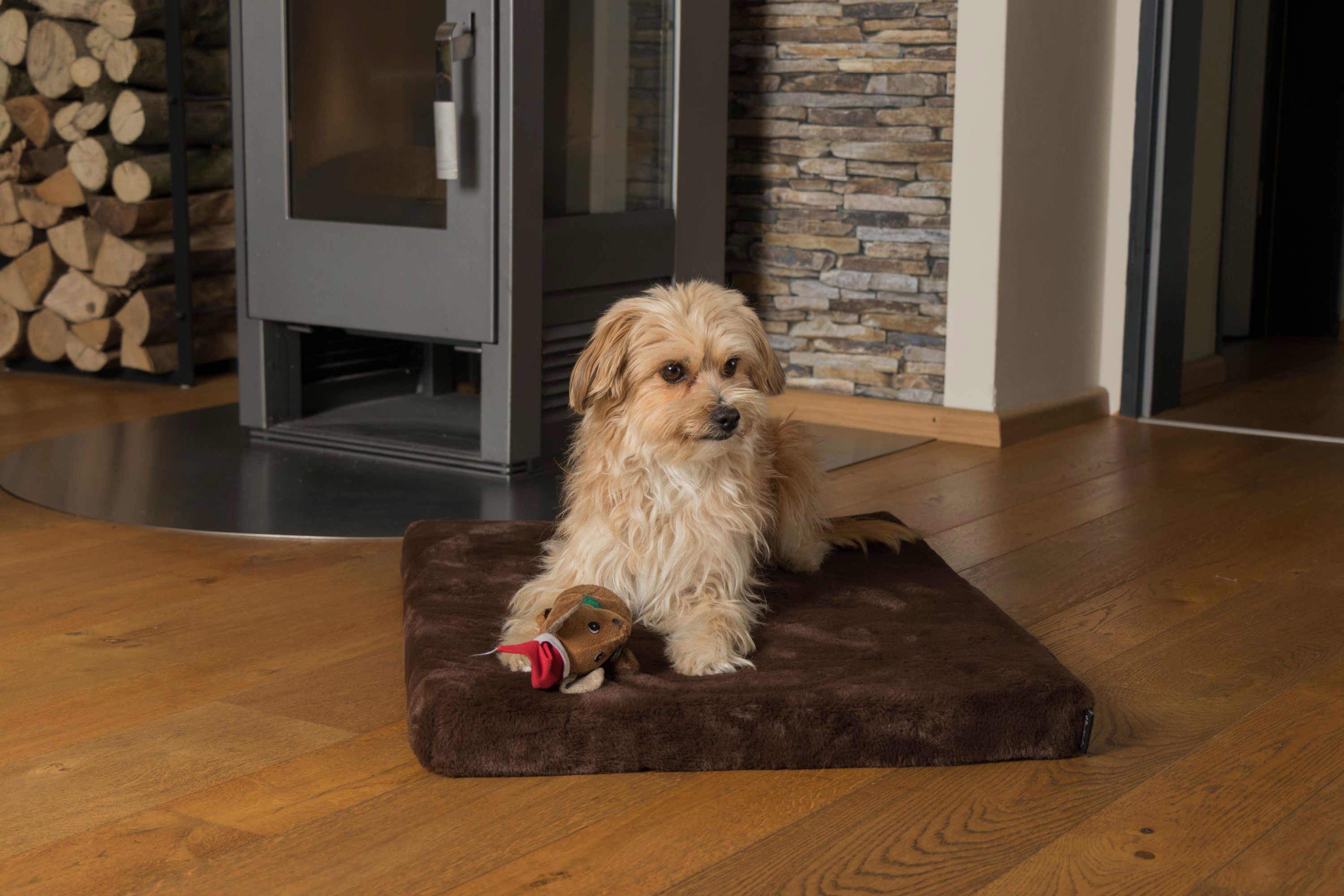 Ein kleiner Hund liegt auf einer braunen, rechteckigen Matratze. Ein Spielzeug liegt neben ihm.