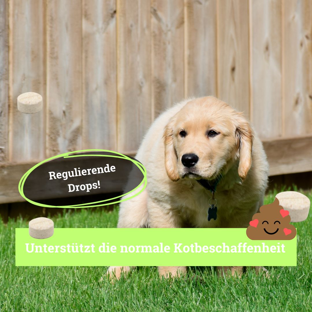 Welpe auf Gras. Text: Regulierende Drops! Unterstützt die normale Kotbeschaffenheit. Runde Tabletten.