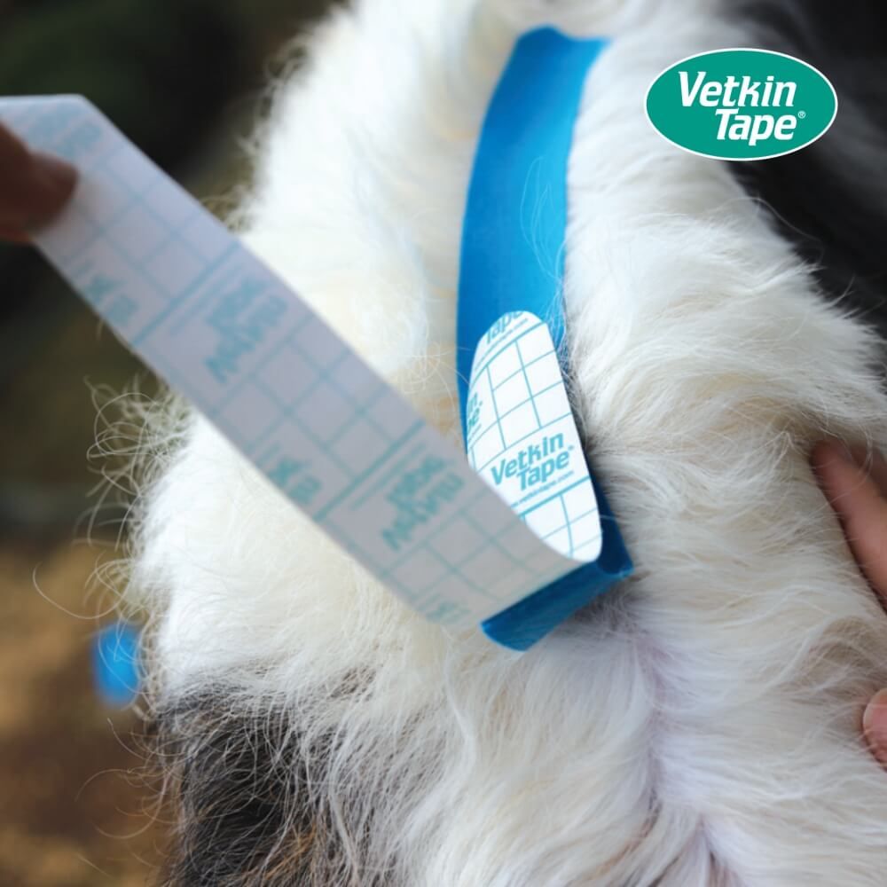 Anwendung von blauem VetkinTape auf das Fell eines Hundes.