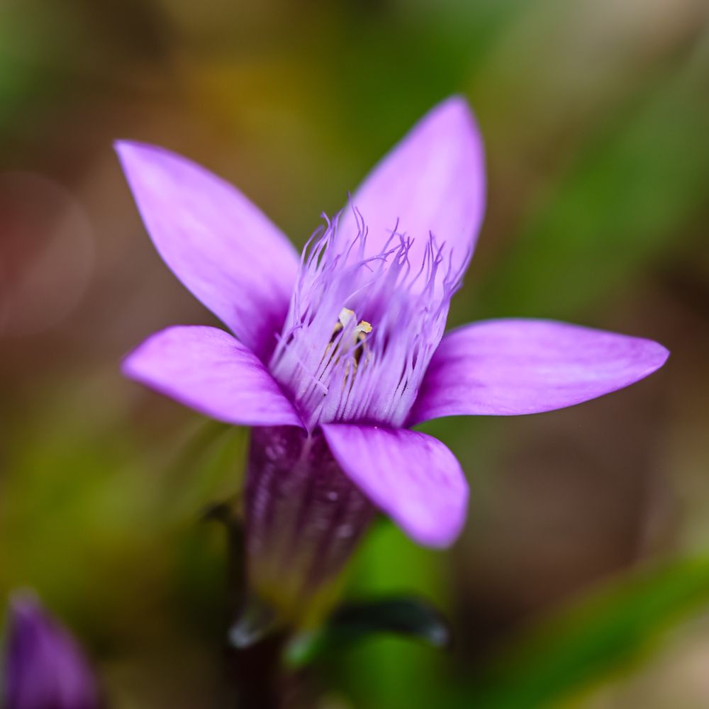 PHI Essences - Gentian Bachblüte Nr. 12
