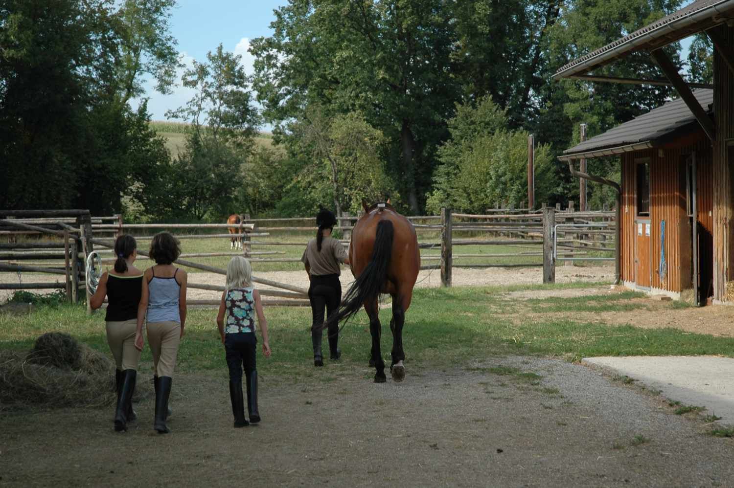HorseGuard Sprungglocken