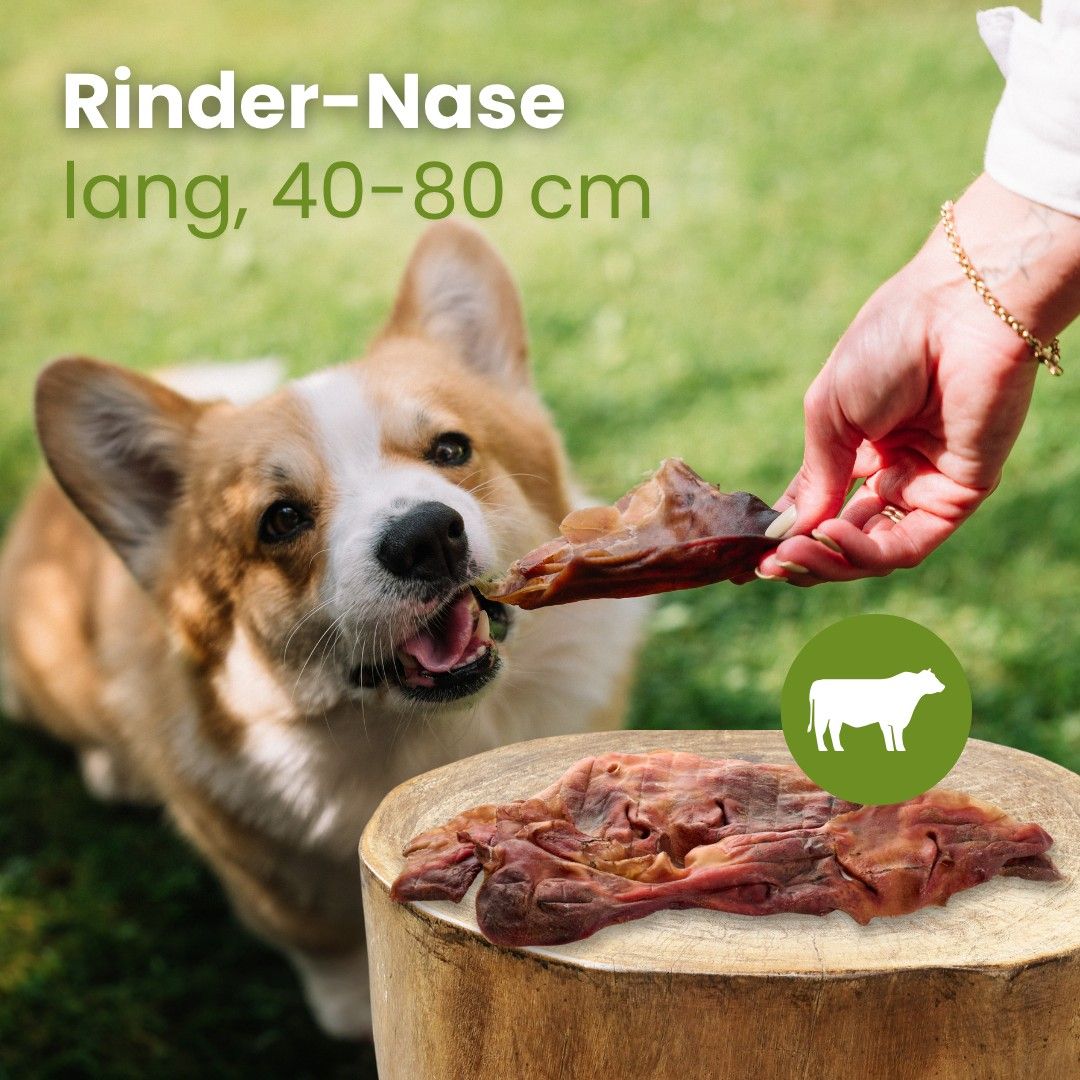 Lange Rinder-Nase, 40-80 cm, 100% Rind, unterstützt natürliche Zahnpflege.