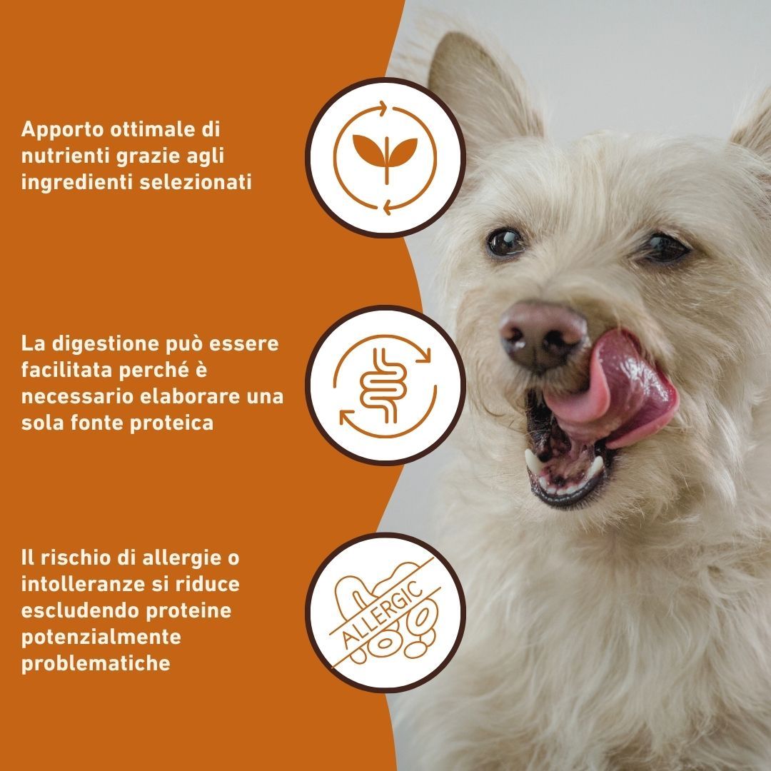 Grafische Darstellung mit Icons und Text. Themen: Nährstoffaufnahme, Verdauung, Allergierisiko. Hund im Hintergrund.