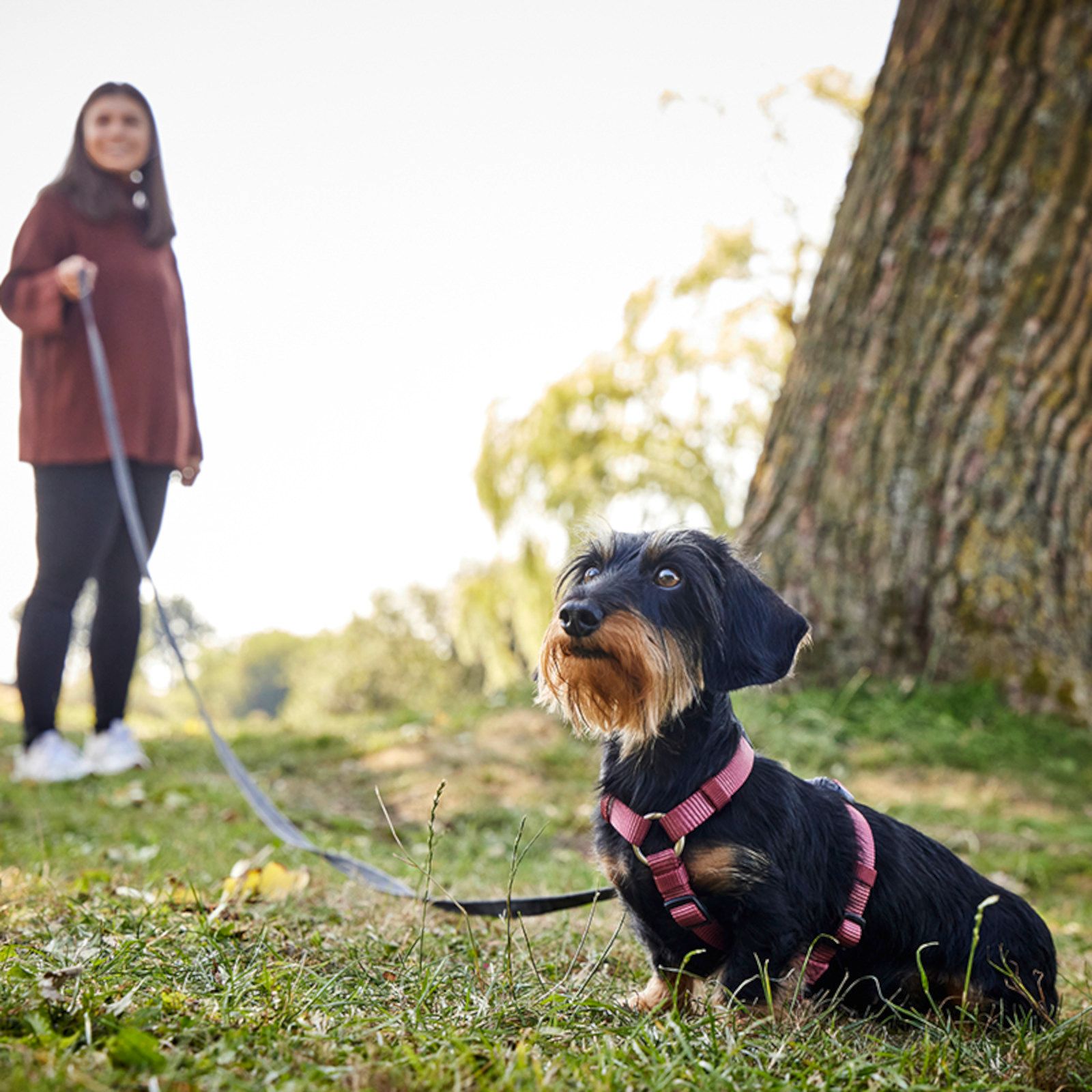 Dackel mit rosa Geschirr, Frau mit Schleppleine im Park.
