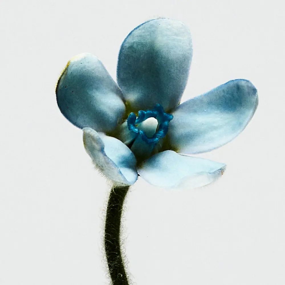Hellblaue Blüte mit fünf Blütenblättern und einem dunklen Stiel. Die Blütenblätter sind leicht strukturiert.