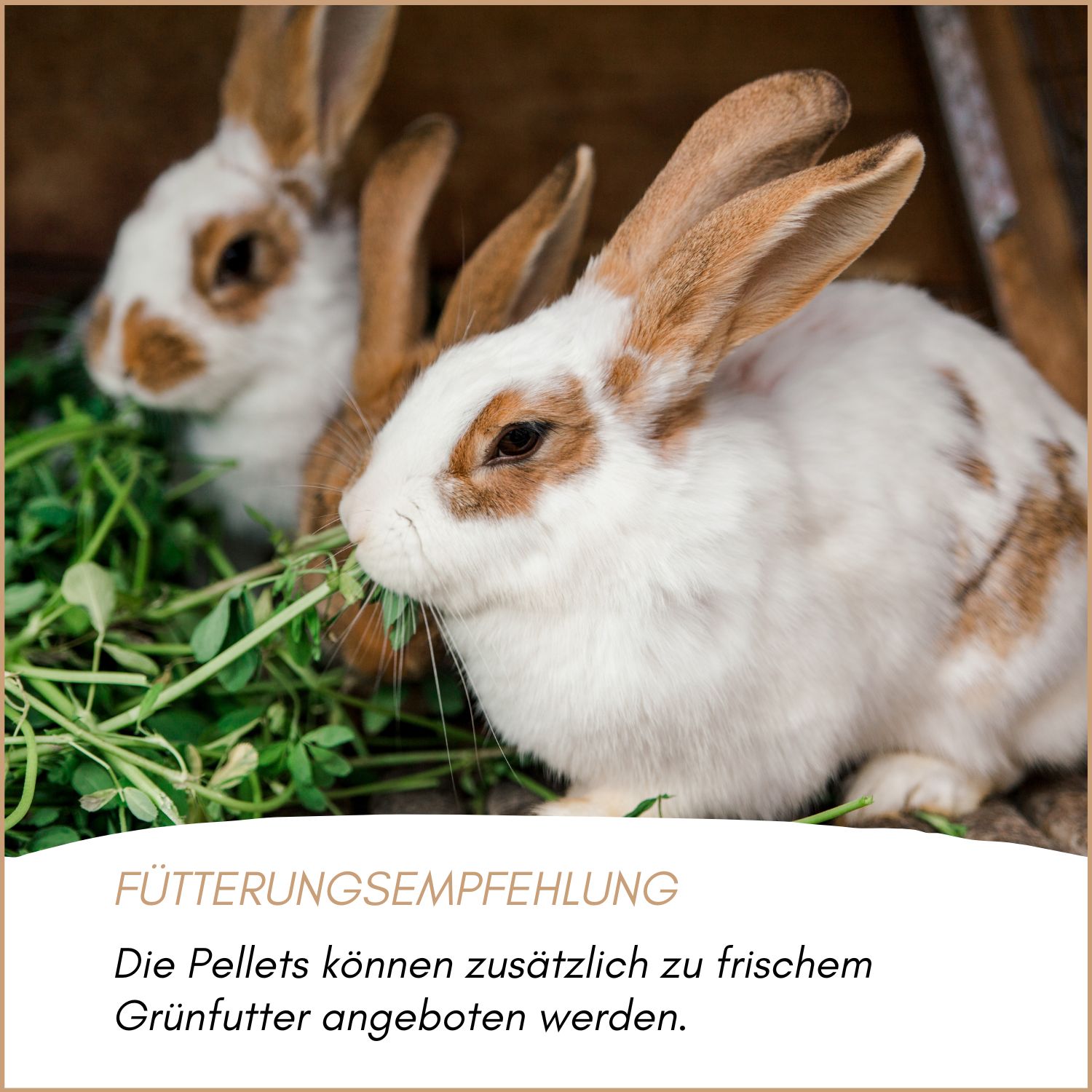 Supravit Hasenfutter