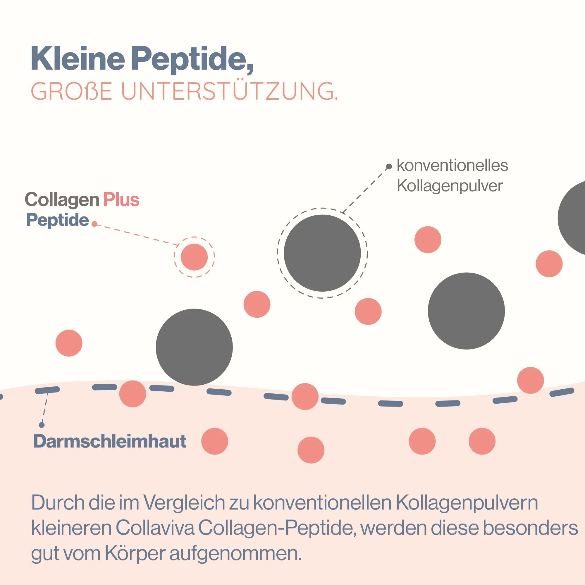 Kleine Peptide, große Unterstützung: Collaviva Collagen-Peptide werden gut vom Körper aufgenommen.