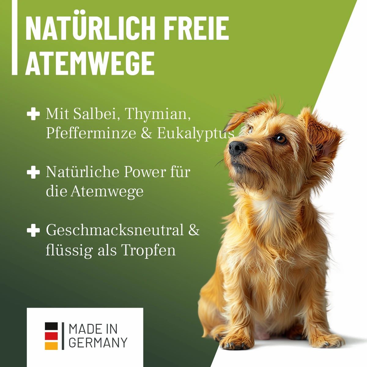 ReaVET Bronchial Liquid: Natürliche Atemwege mit Salbei, Thymian, Pfefferminze, Eukalyptus. Made in Germany. Ein kleiner Hund sitzt.