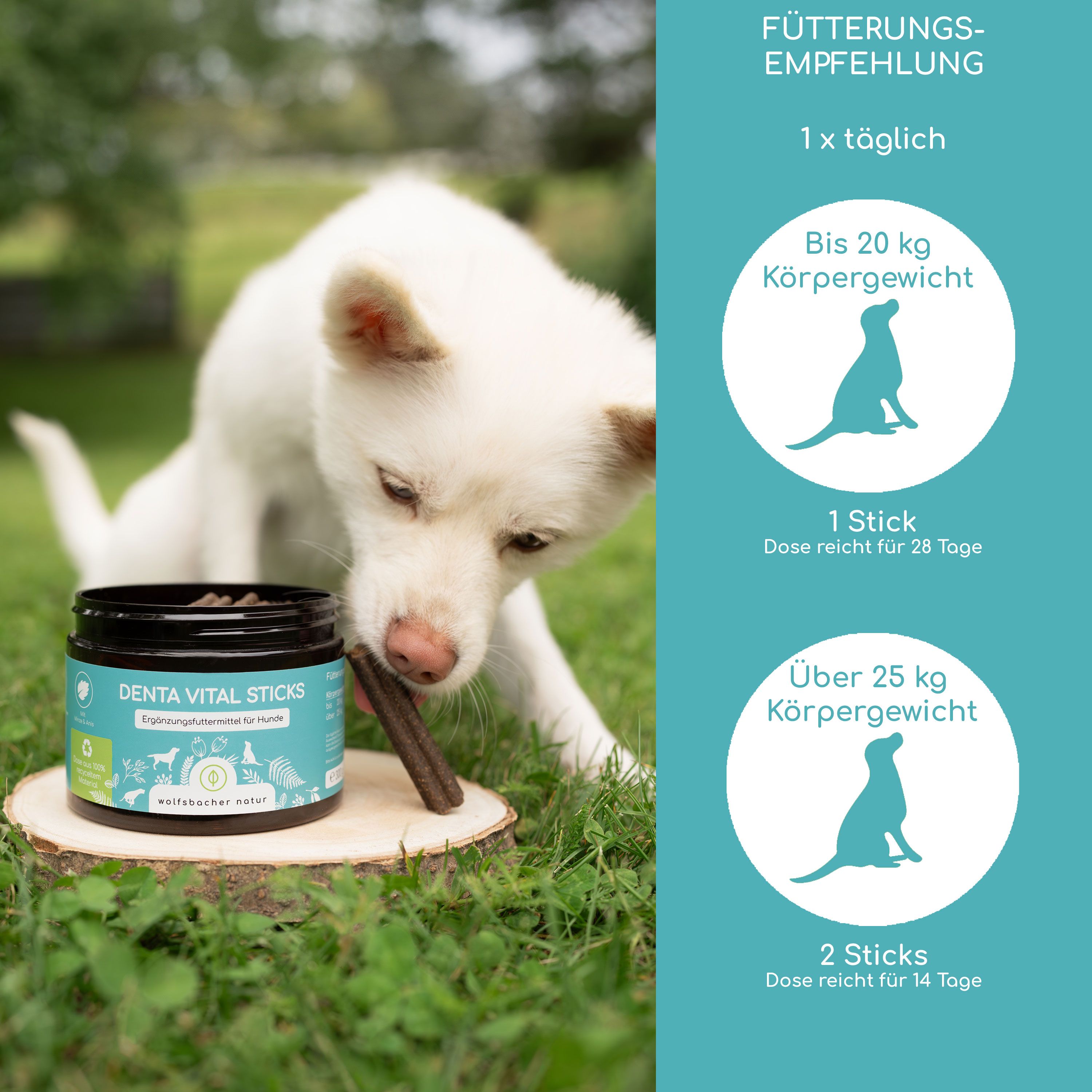 Hund frisst Wolfsbacher Natur Denta Vital Stick. Fütterungsempfehlung nach Gewicht.