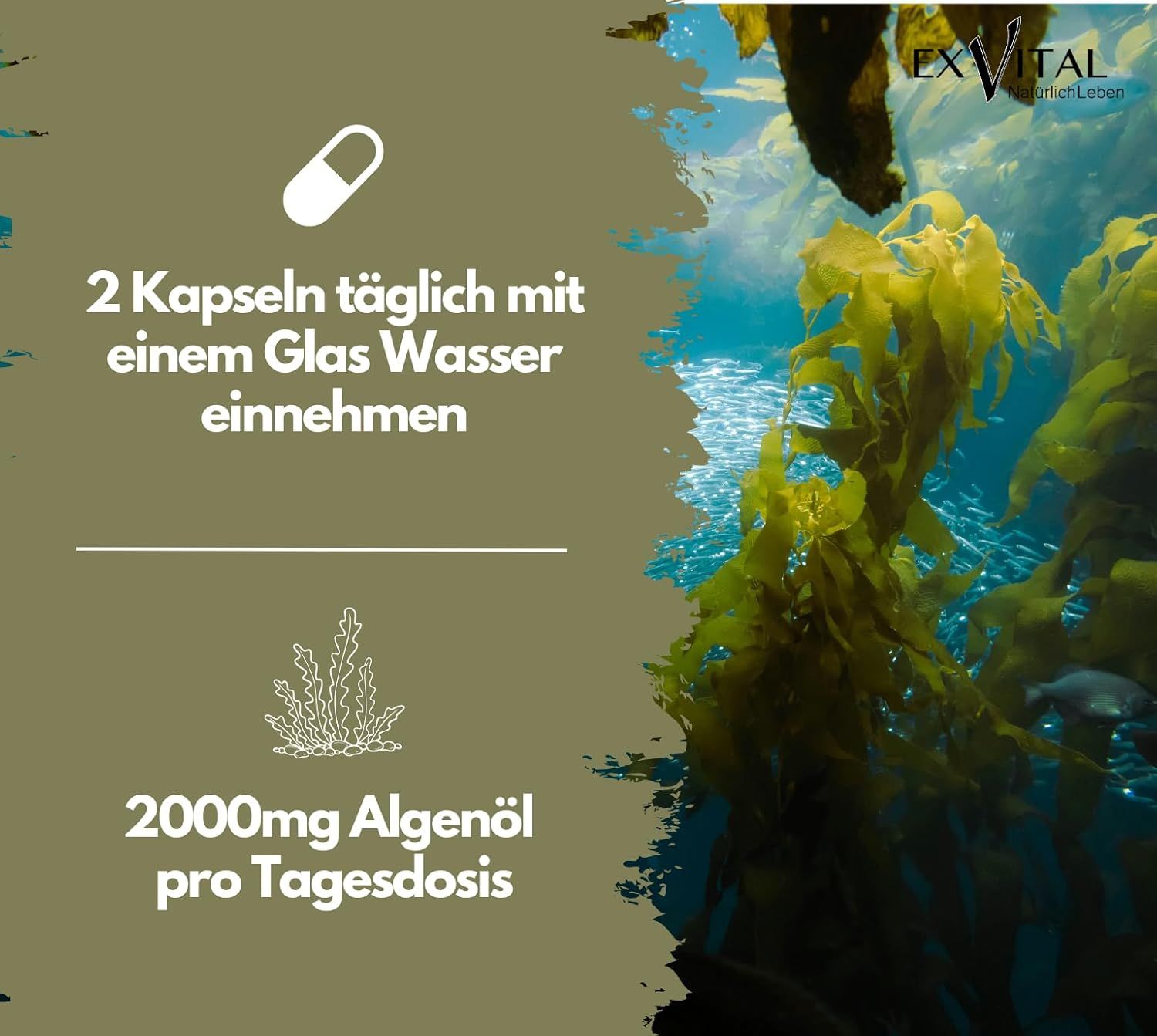 Grafik: 2 Kapseln täglich mit Wasser einnehmen. 2000mg Algenöl pro Tagesdosis. Hintergrund: Unterwasserlandschaft mit Algen.