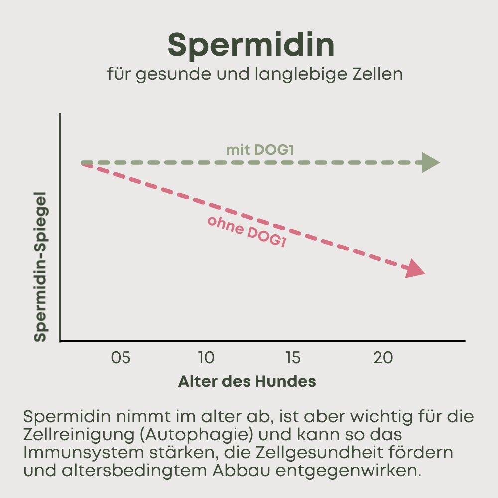 Grafik: Spermidin-Spiegel im Alter. Ohne DOG1 sinkt der Spiegel, mit DOG1 bleibt er stabiler. Text erklärt die Wirkung.