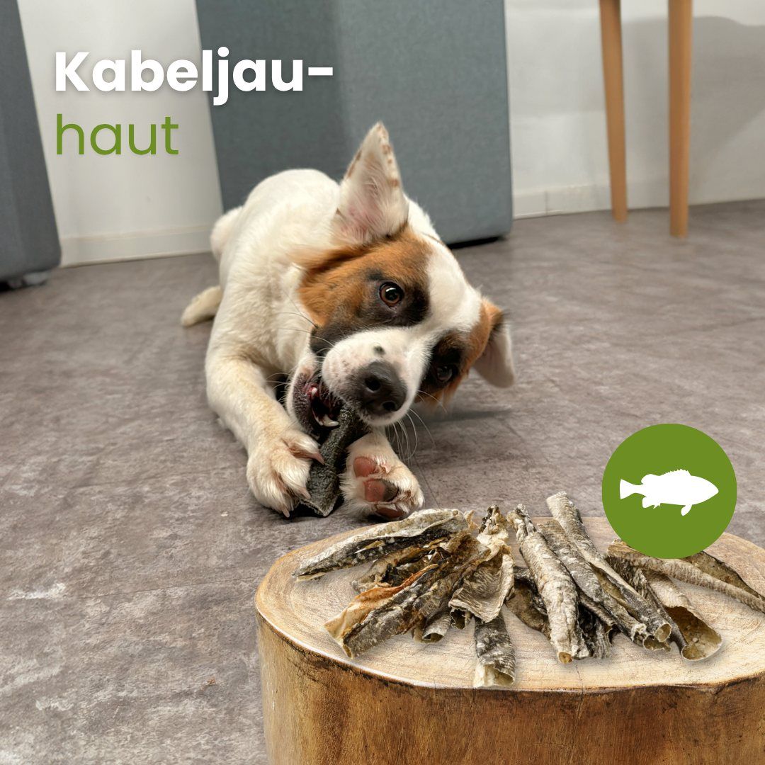 Hund kaut auf Kabeljauhaut-Leckerli, daneben liegen weitere auf einem Holzstamm.