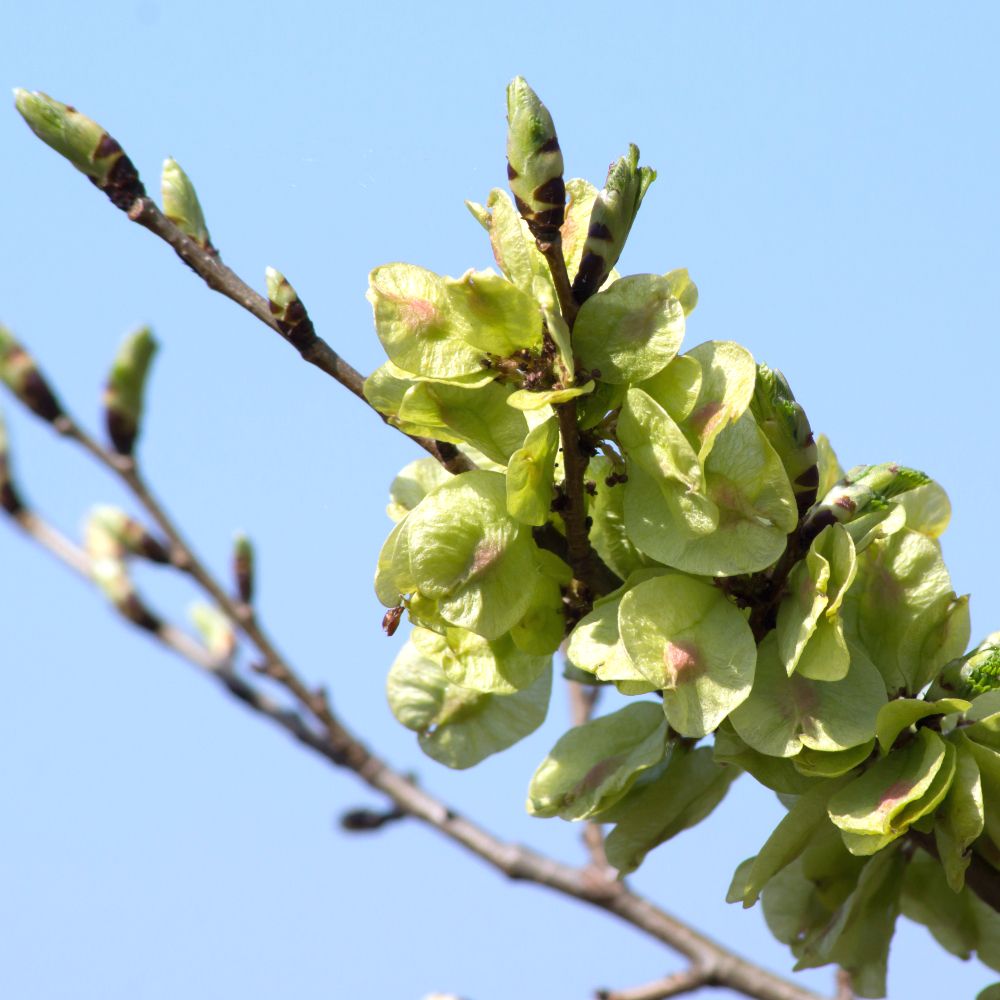 Nahaufnahme eines Astes mit grünen Blättern und Knospen vor blauem Himmel.