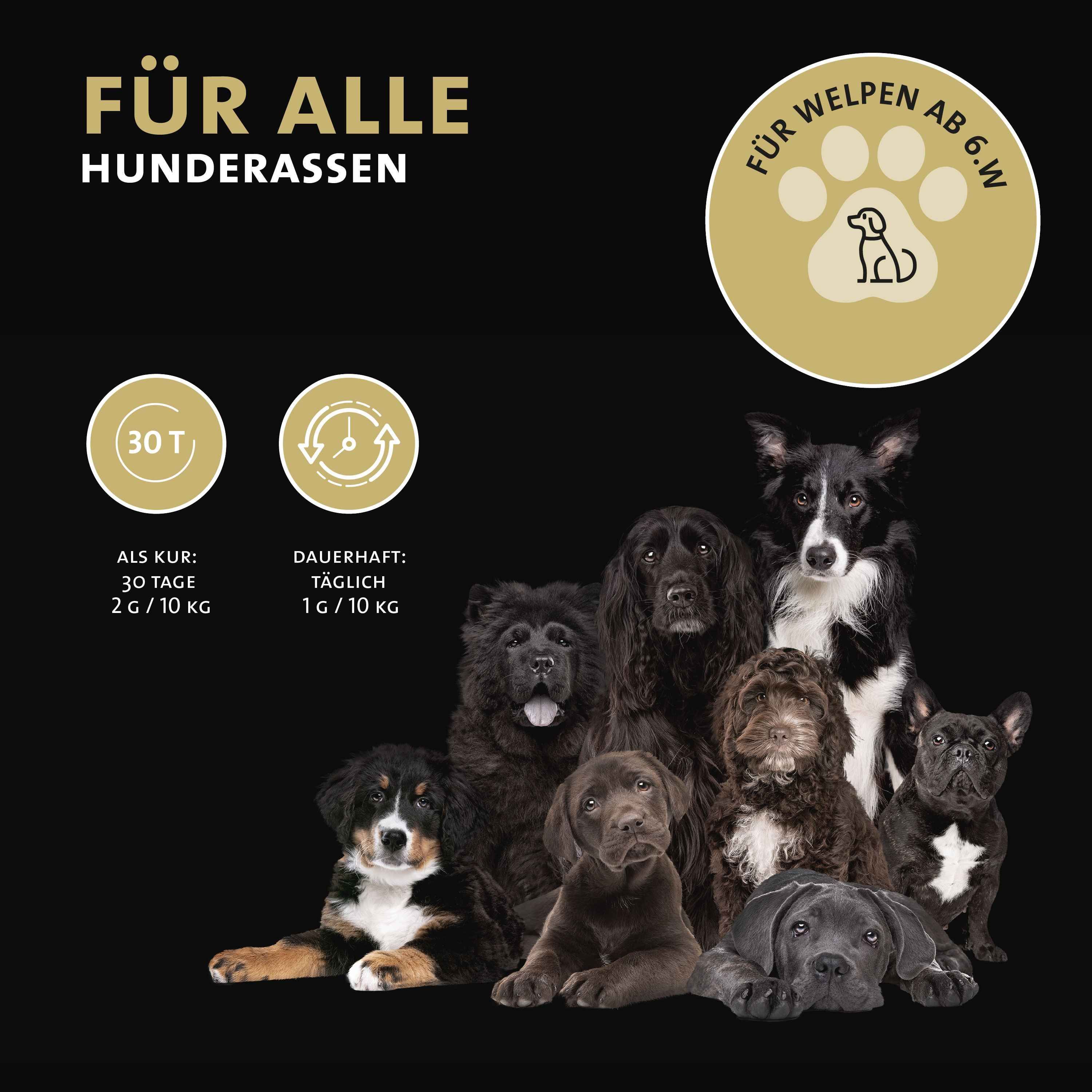 Verschiedene Hunderassen vor schwarzem Hintergrund. Text: FÜR ALLE HUNDERASSEN, FÜR WELPEN AB 6.W.