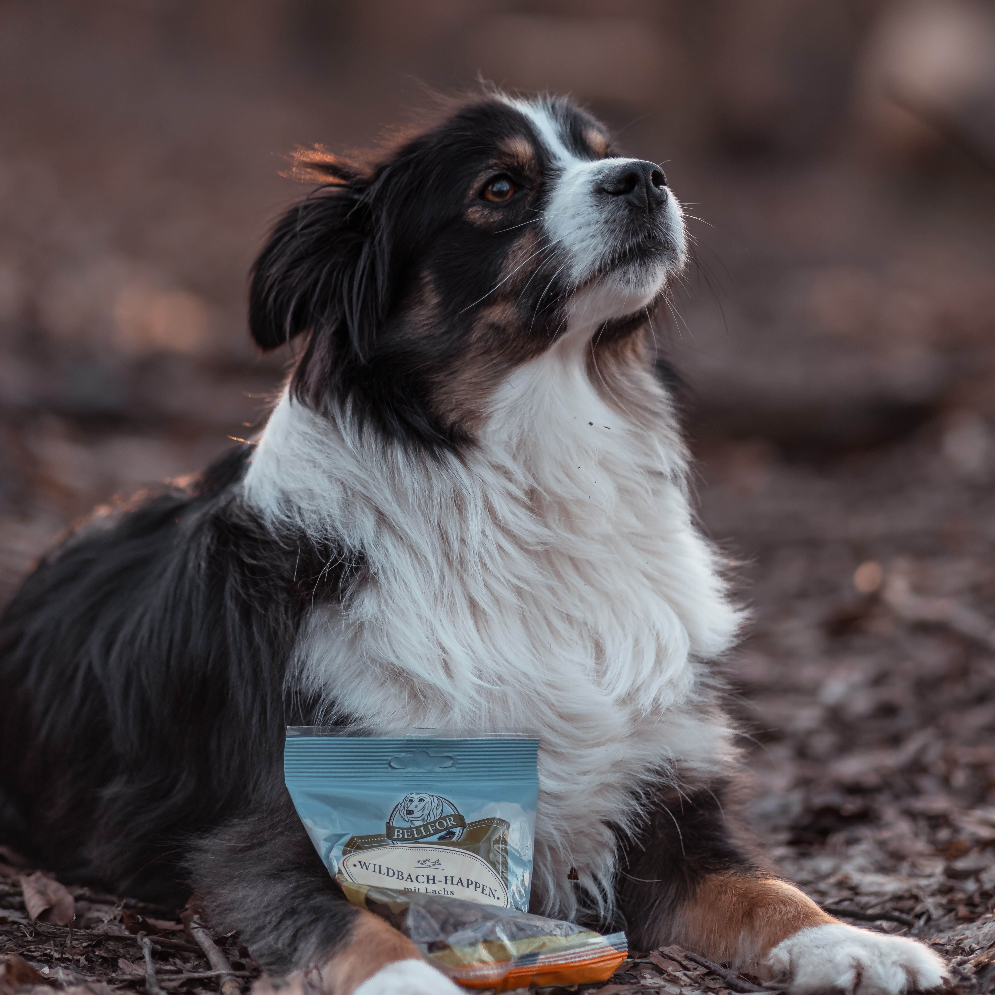 Bellfor Soft Snacks für Hunde mit Lachs - Wildbach-Happen