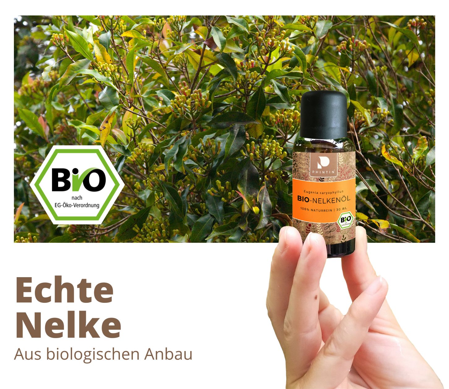 PHINTIN Bio Nelkenöl – 100 % naturrein, ätherisches Öl (Lebensmittelqualität)