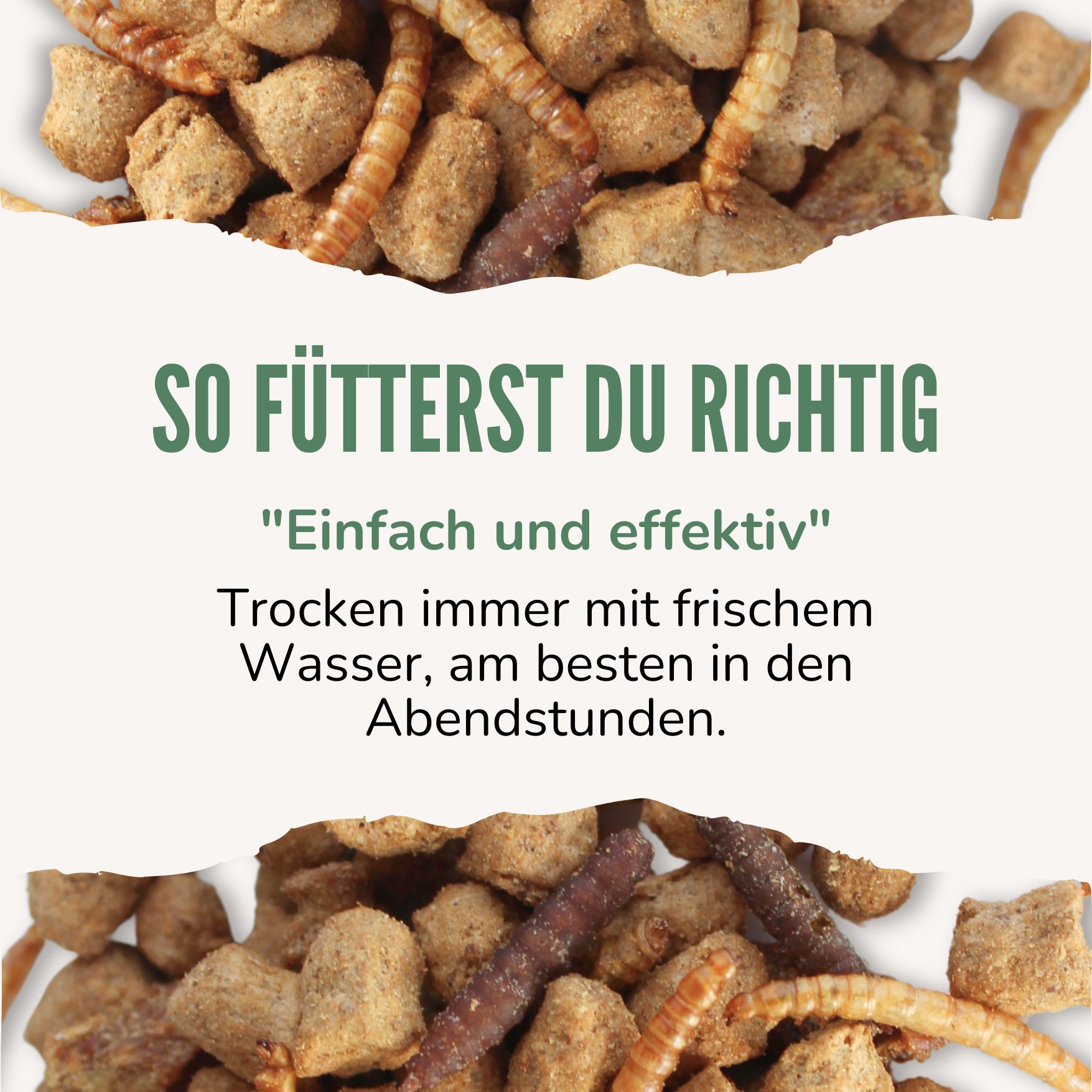 Text: So fütterst du richtig. Trocken immer mit frischem Wasser, am besten in den Abendstunden. Futter.