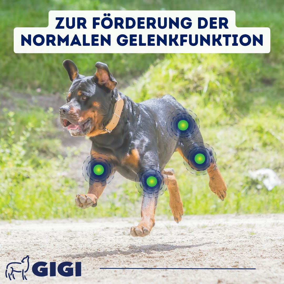 Hund rennt auf einer Wiese. Grüne Kreise um Gelenke. Text: Zur Förderung der normalen Gelenkfunktion. GIGI Logo.