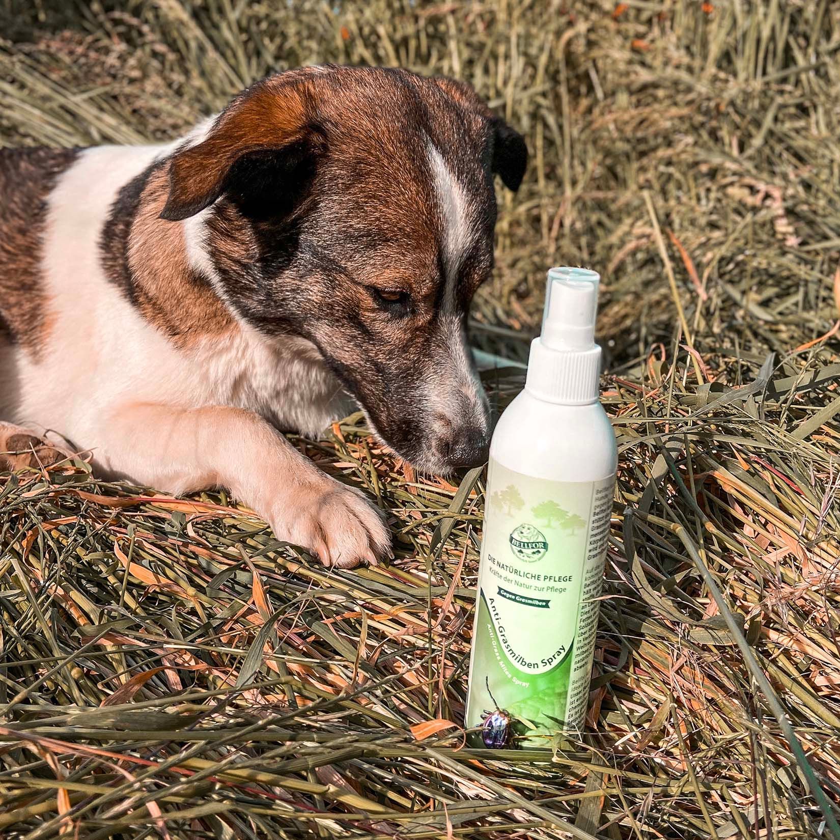 Bellfor Anti-Grasmilben Natürliches Spray für Hunde