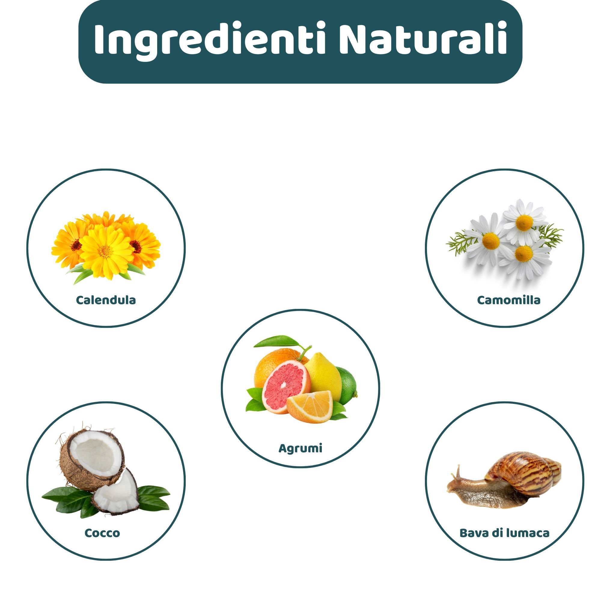 Grafik mit Zutaten: Calendula, Kamille, Kokosnuss, Zitrusfrüchte und Schneckenschleim. Text: Ingredienti Naturali.