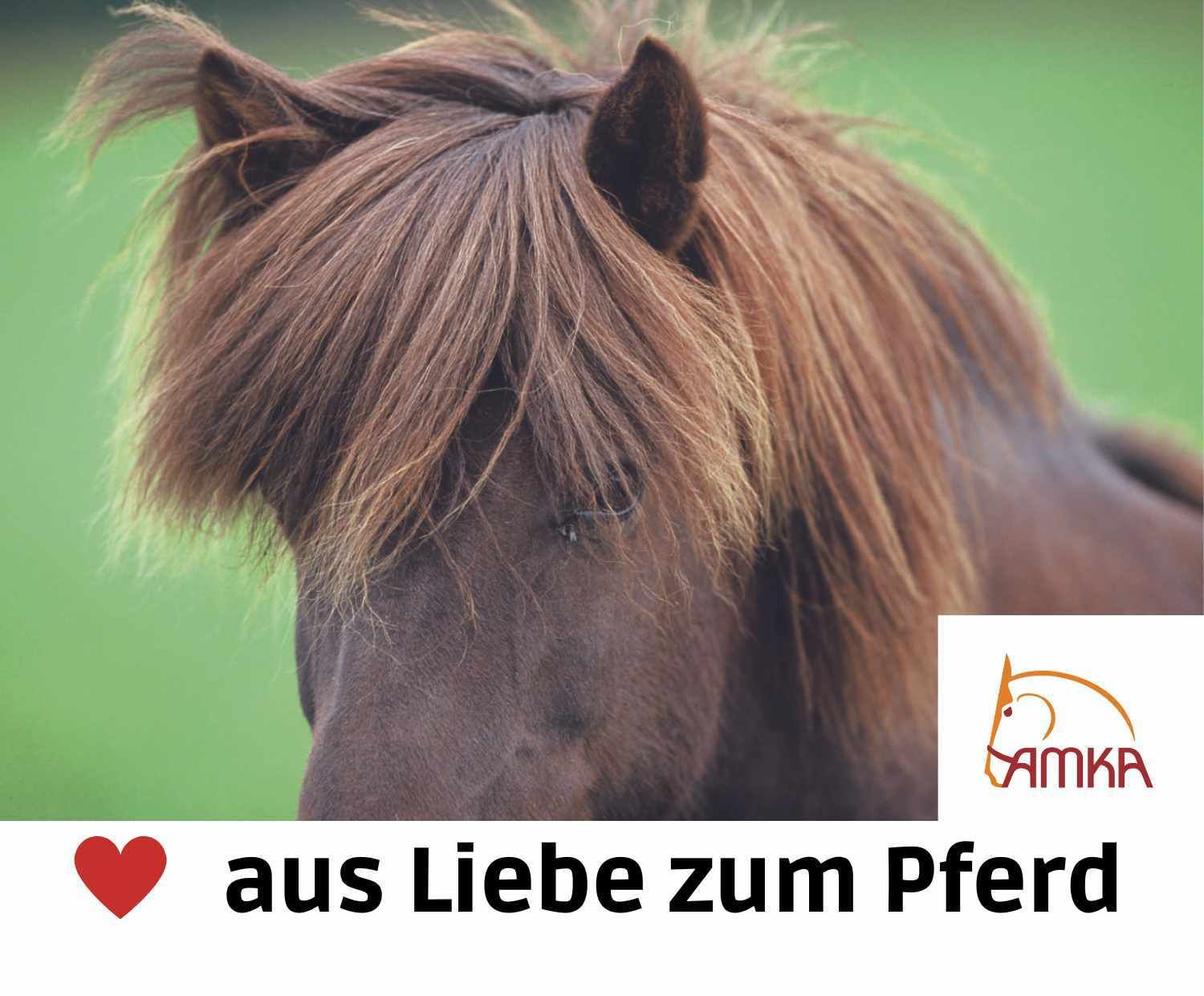 Nahaufnahme eines braunen Pferdekopfes. Logo AMKA und Text: aus Liebe zum Pferd.