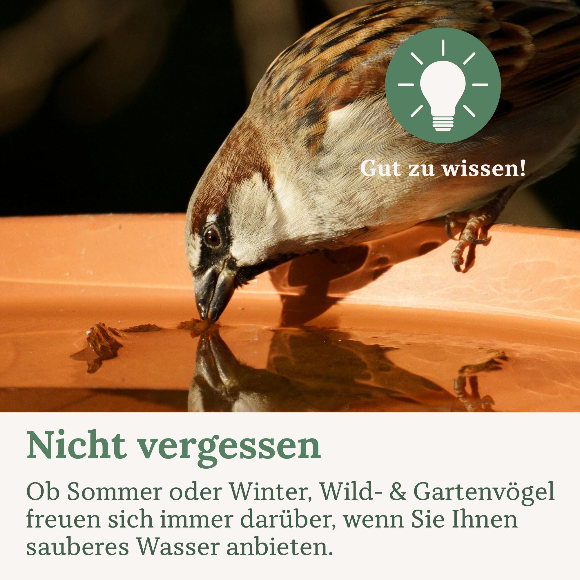 Ein Spatz trinkt aus einem orangefarbenen Vogelbad.