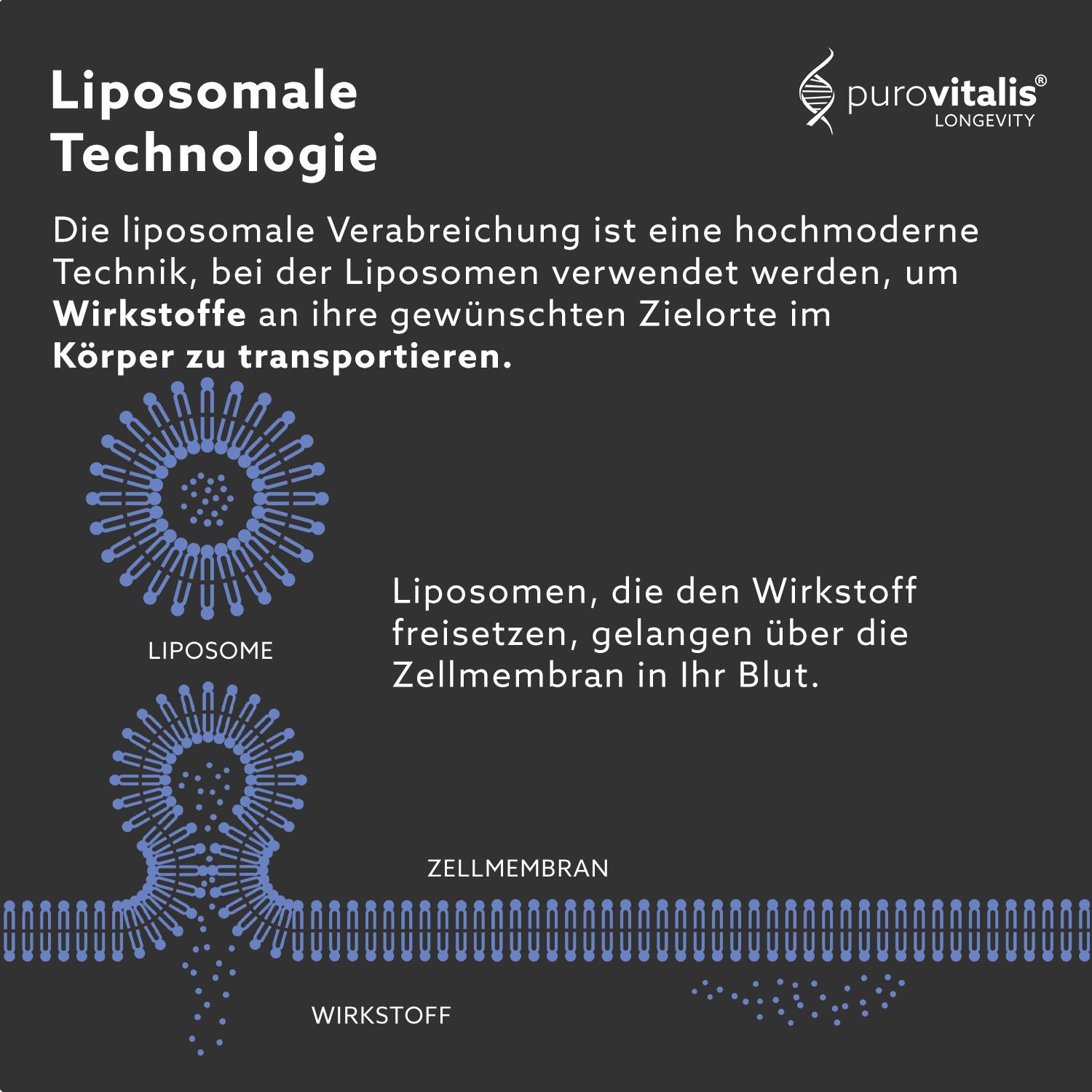 Grafische Darstellung der liposomale Technologie. Liposomen transportieren Wirkstoffe in die Zellen. Text: ZELLMEMBRAN, WIRKSTOFF.