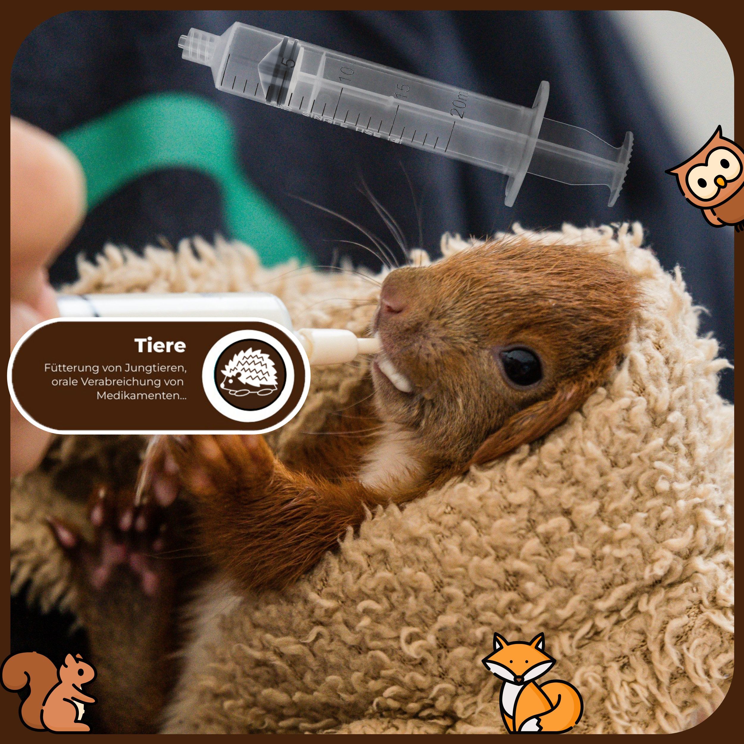 Spritze zur Verabreichung von Medikamenten an ein Eichhörnchen. Kontext: Tierfütterung.