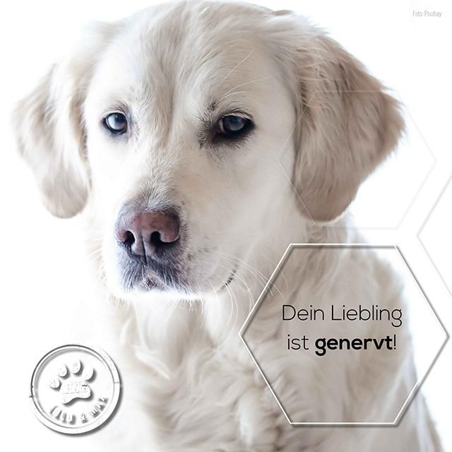 Lolo & Max ParaEx - Akutspray für Hunde, Katzen und Pferde