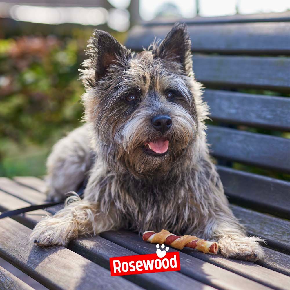 Hund sitzt auf einer Bank und hält einen Snack. Aufschrift: Rosewood.